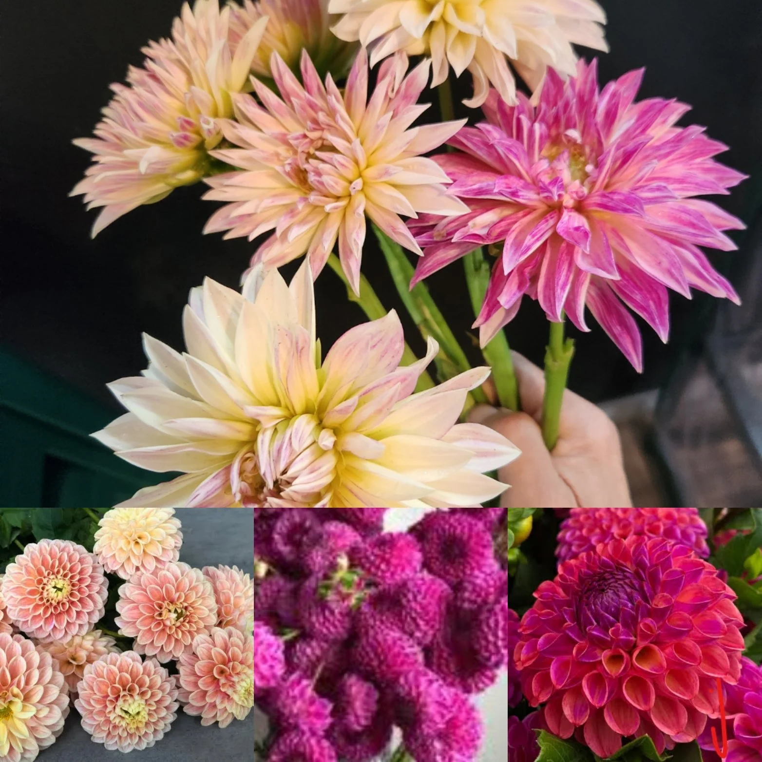 Sunset Garden Dahlia Collection