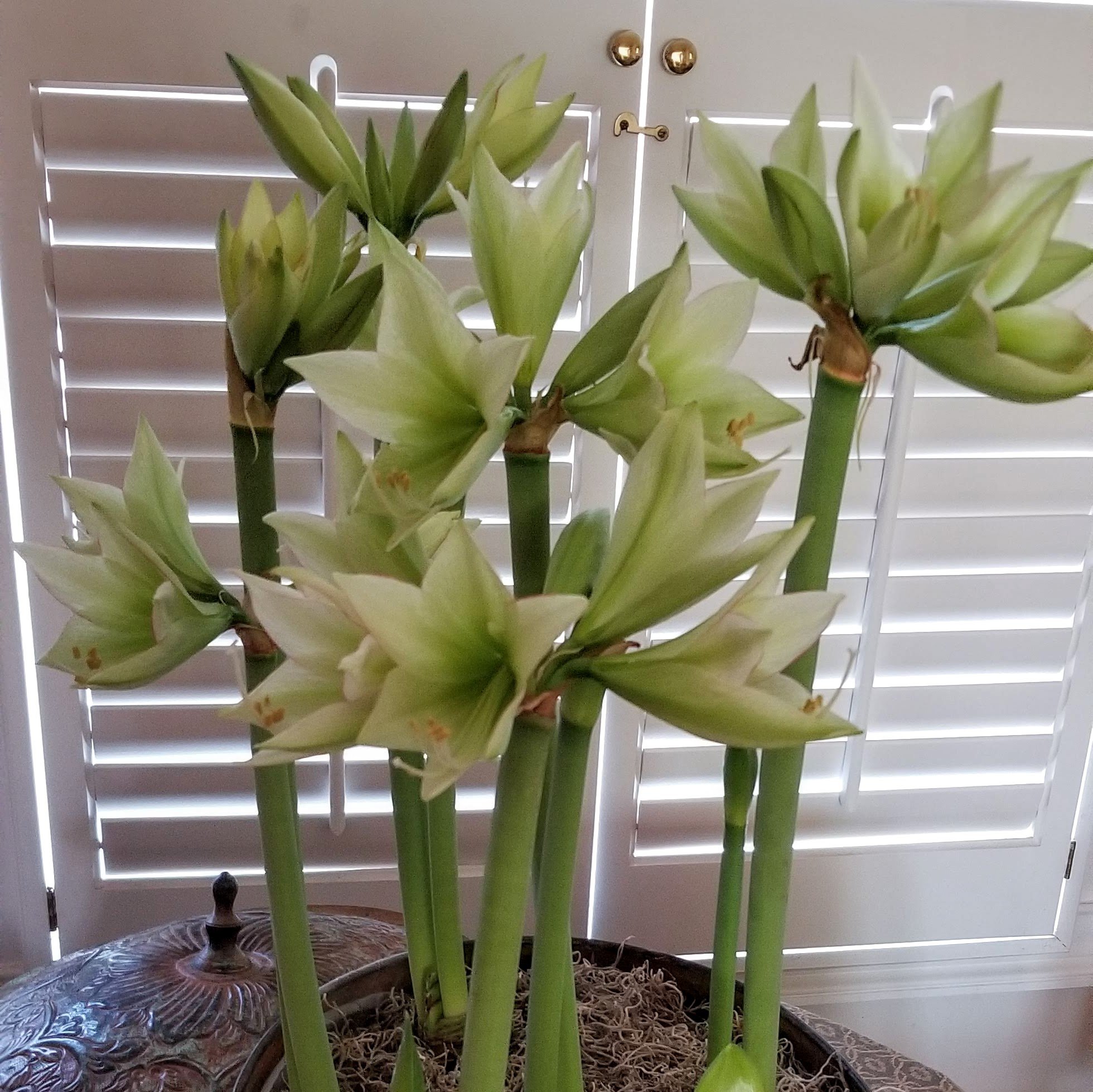 Amaryllis flowers in full bloom indoors away from direct sunlight