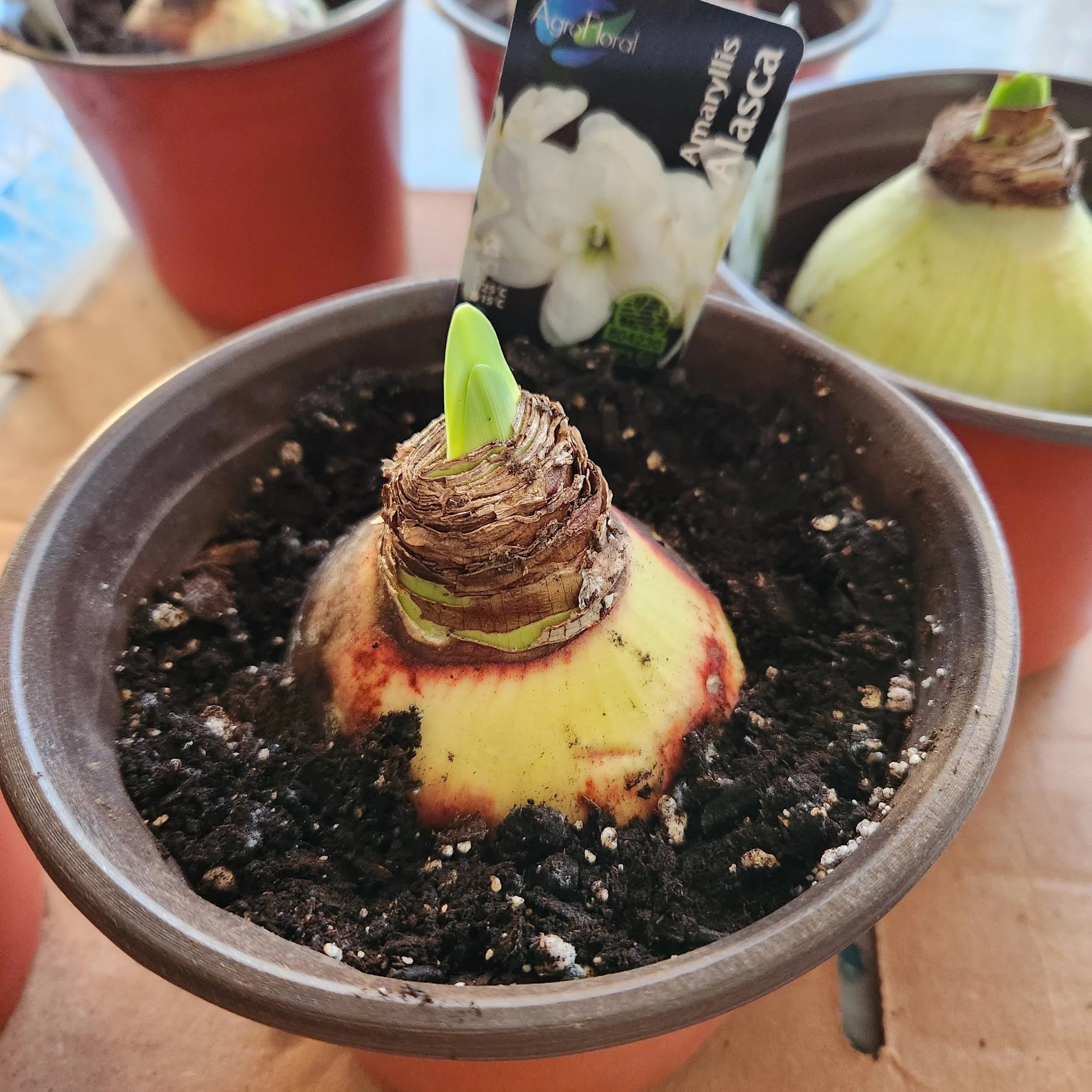 Amaryllis bulb planted in a pot with the top third of the bulb exposed above soil