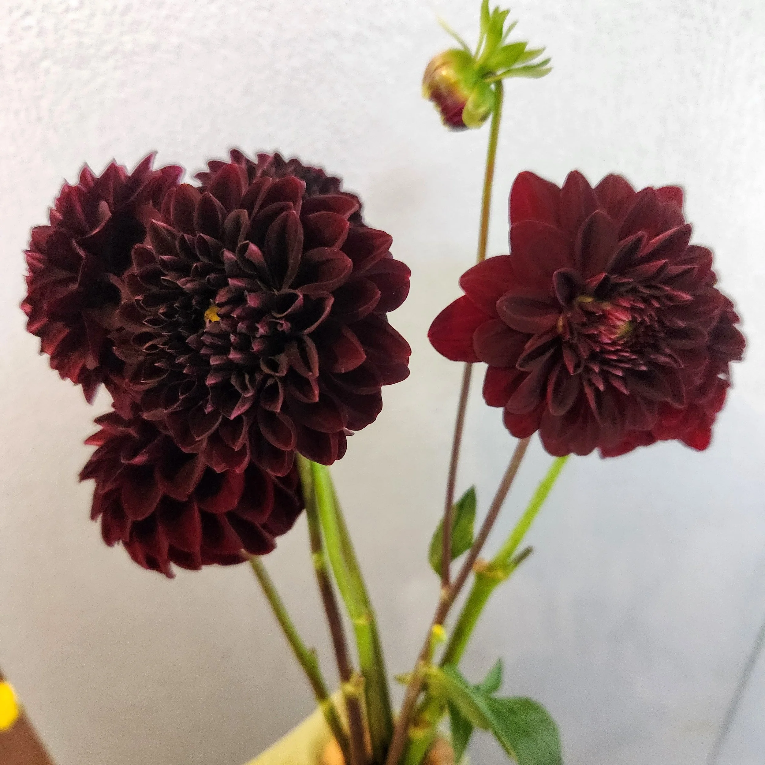 Dahlia Tuber - La Recoleta
