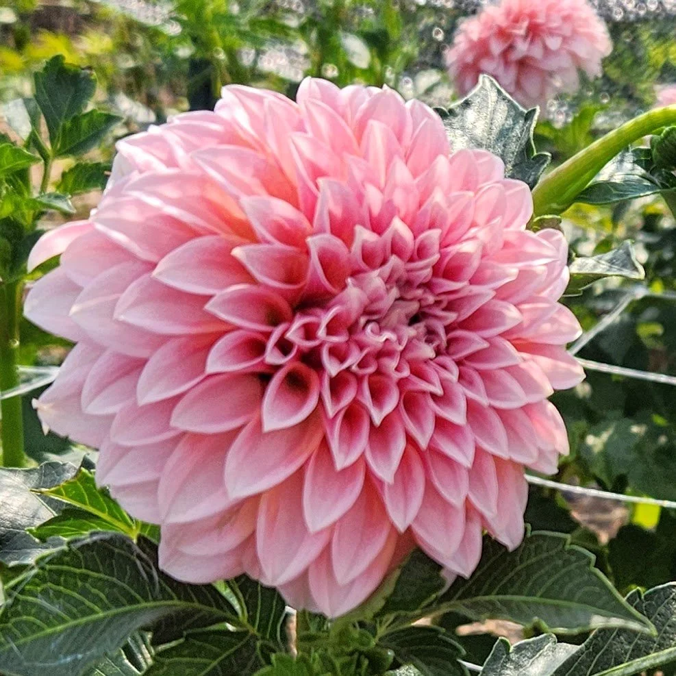 Ball dahlia bloom with tightly rolled petals forming a near-perfect sphere in a Southern summer garden