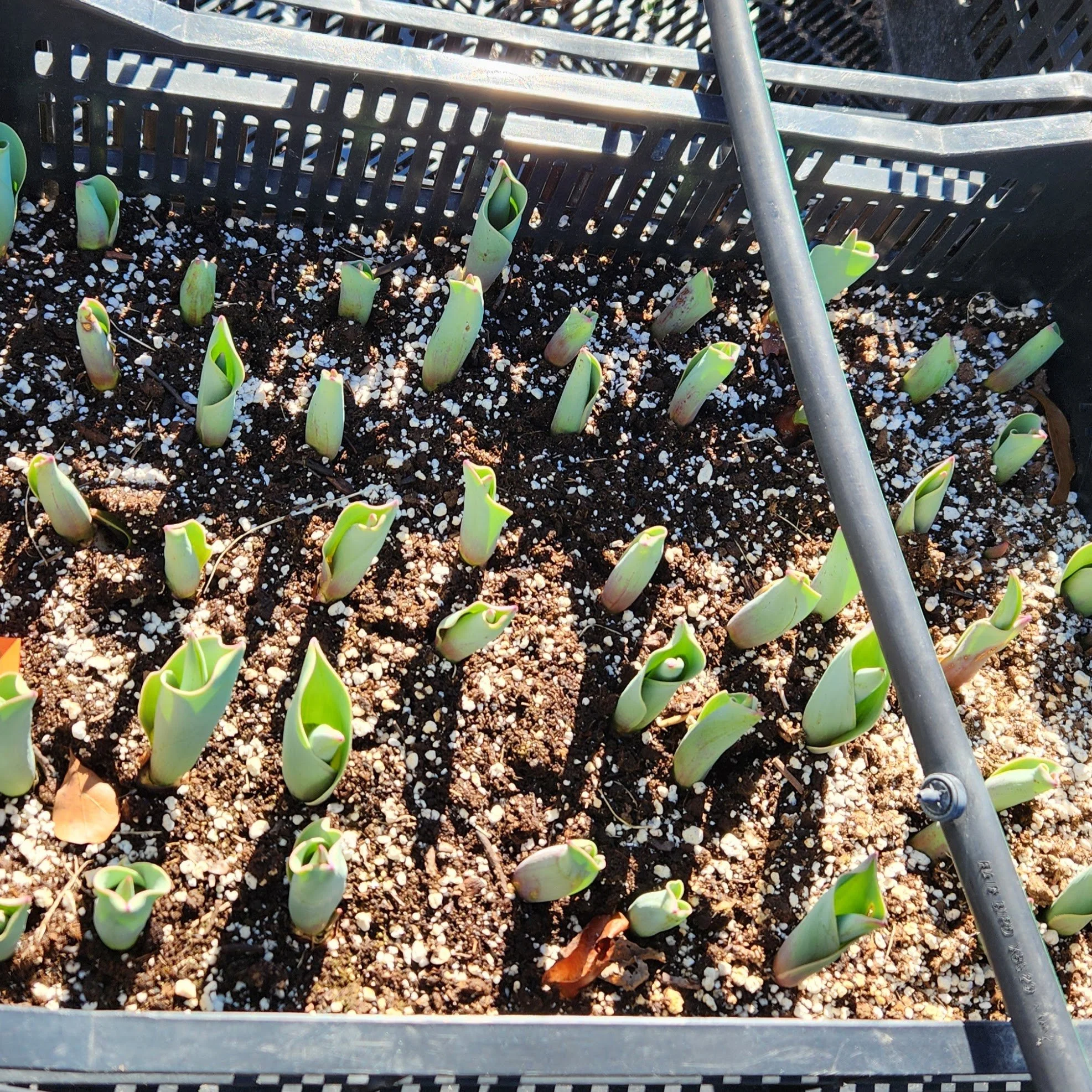 Tulips growing in plastic crates as we manage their cold period for strong early spring stems