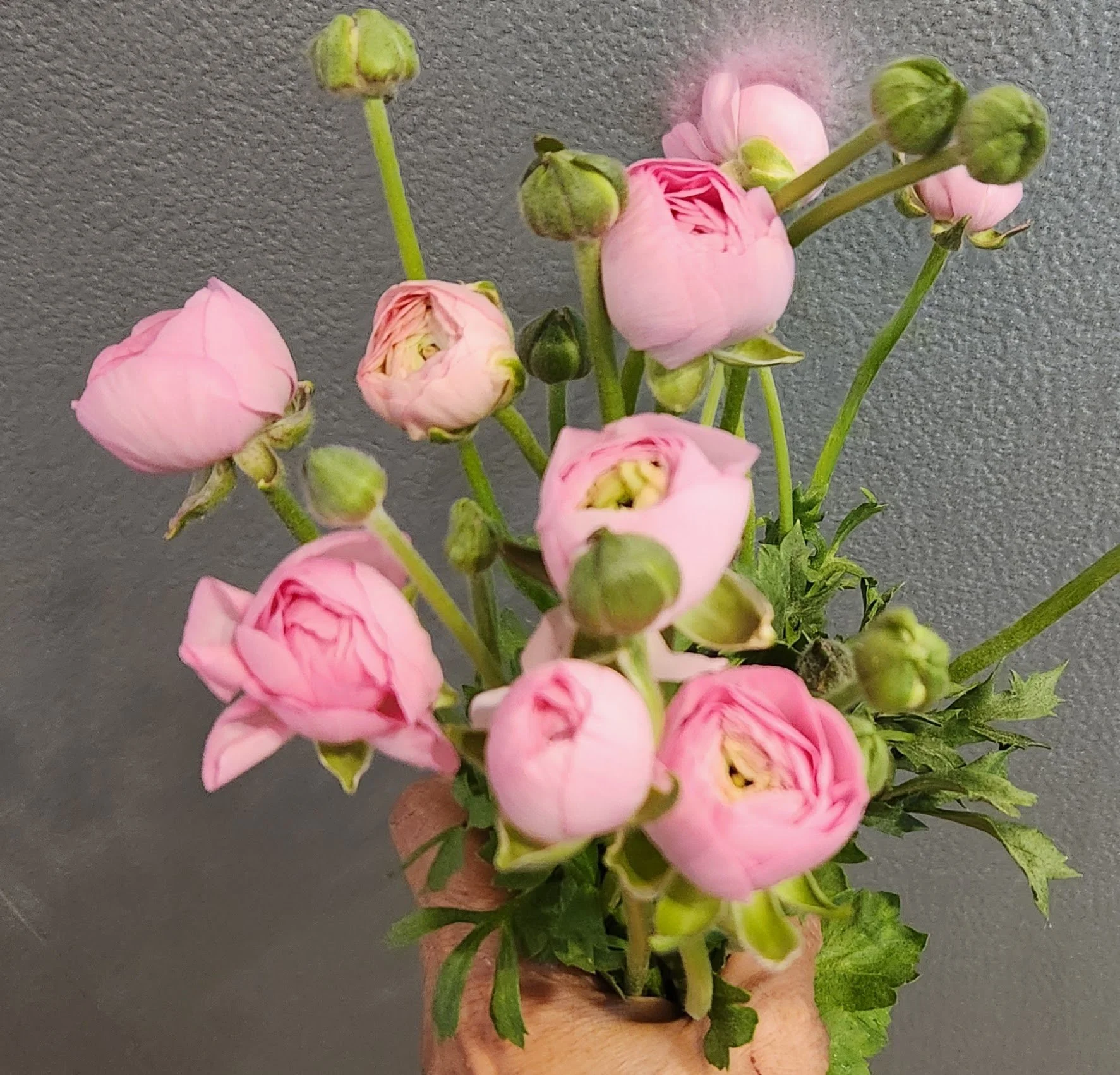Ranunculus Amandine ‘Barby’ Corms - 10 Pack