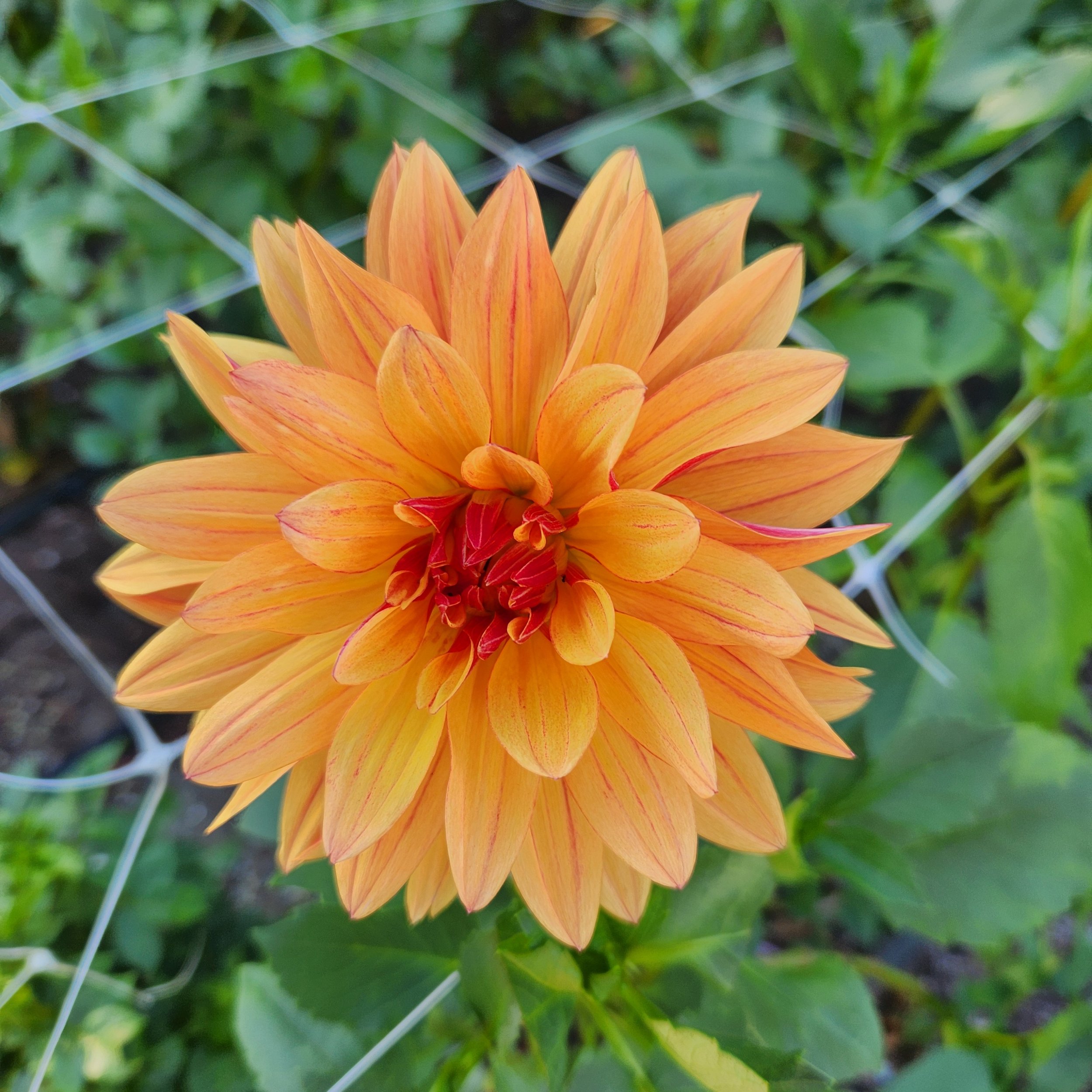 Decorative dahlia bloom with broad layered petals and full symmetrical form grown in a Southern climate