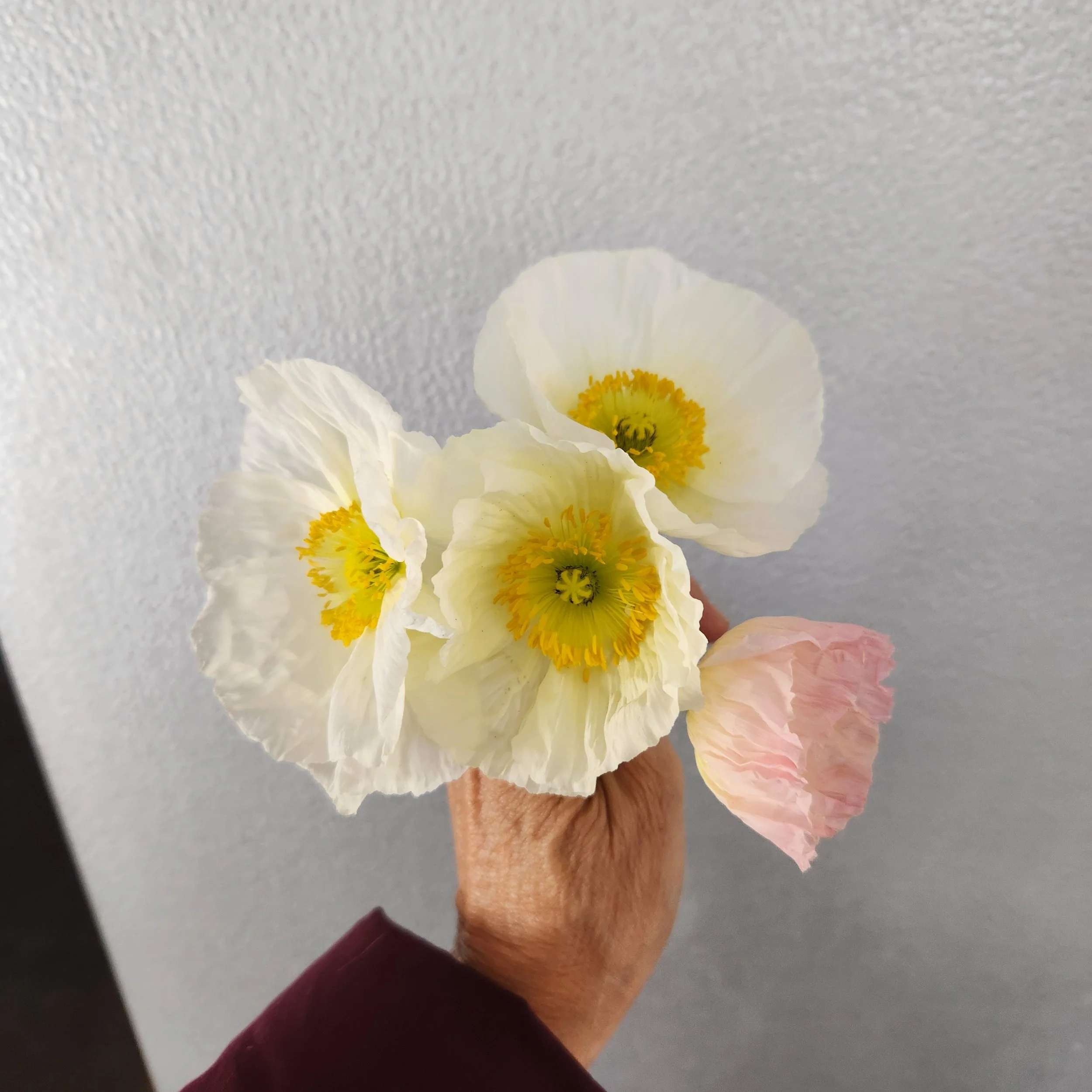 Colorful poppy flowers blooming in early spring at Purple Tuteur Farm,