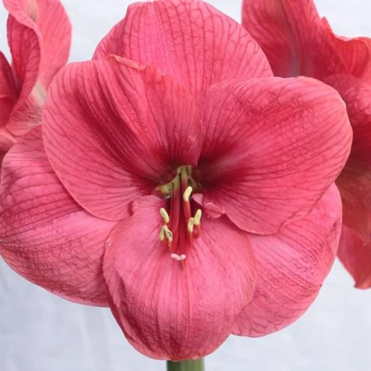 Amaryllis Bolero Bulb