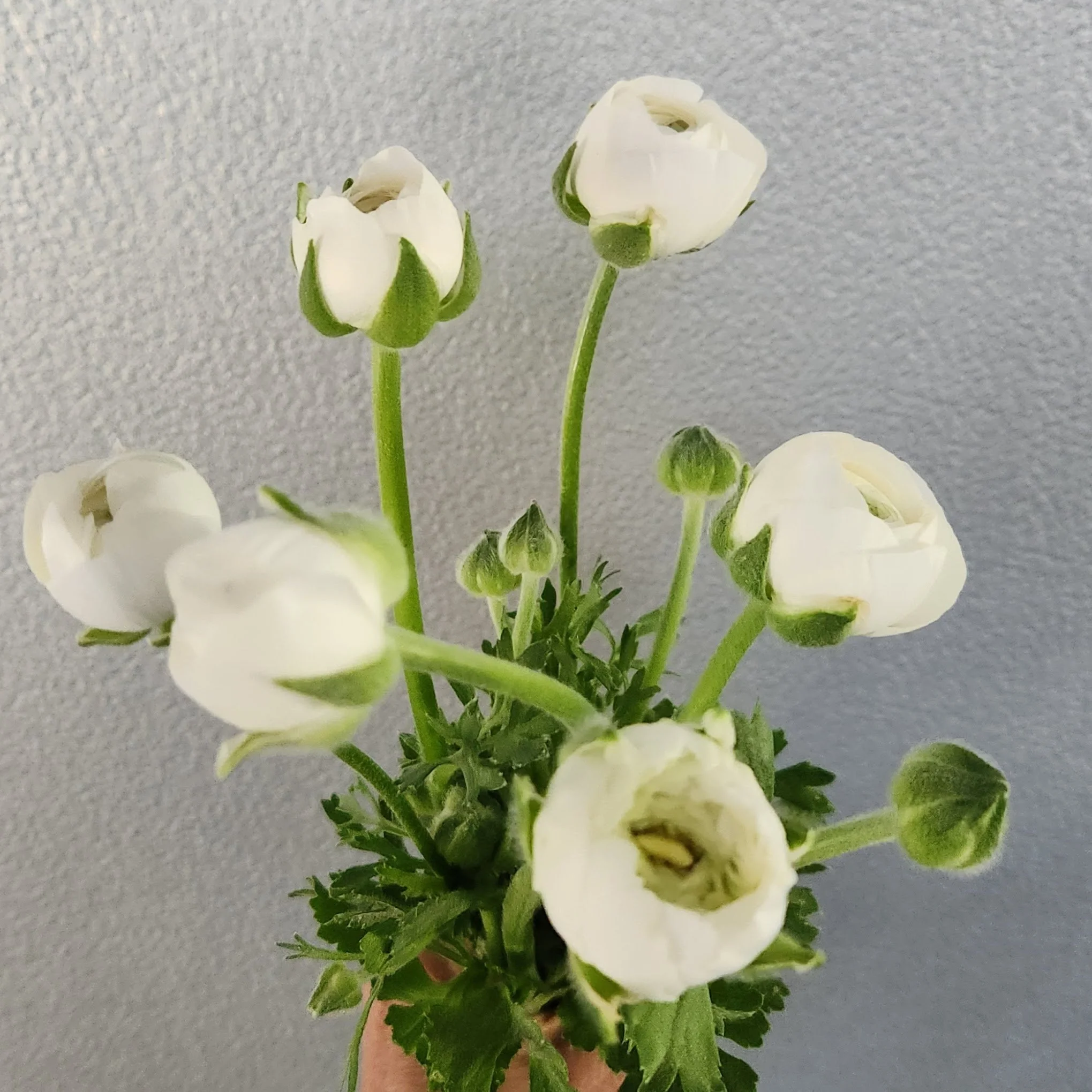 Ranunculus La Belle White Corms - 10 Pack
