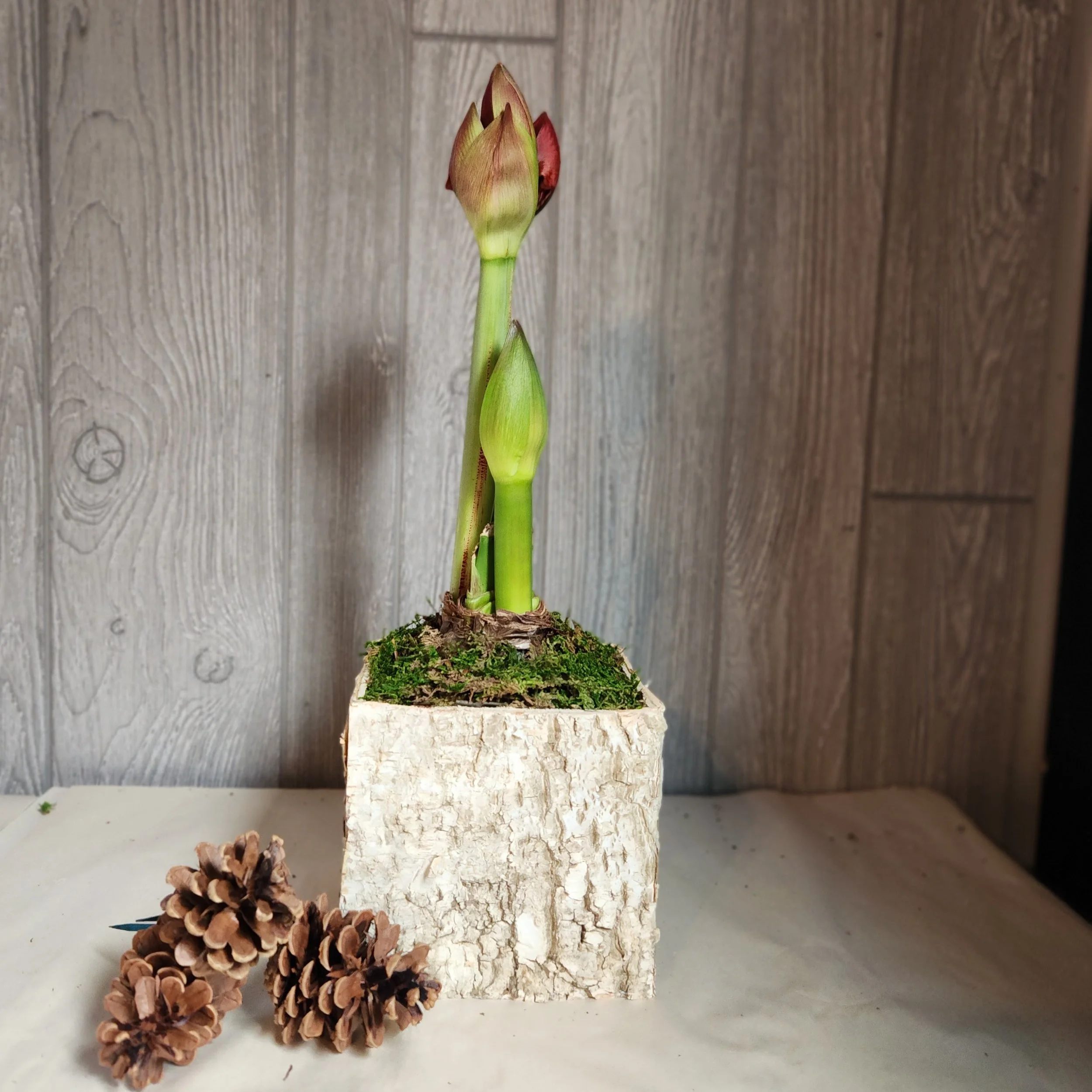 Amaryllis in bud indoors during winter with large pink flowers