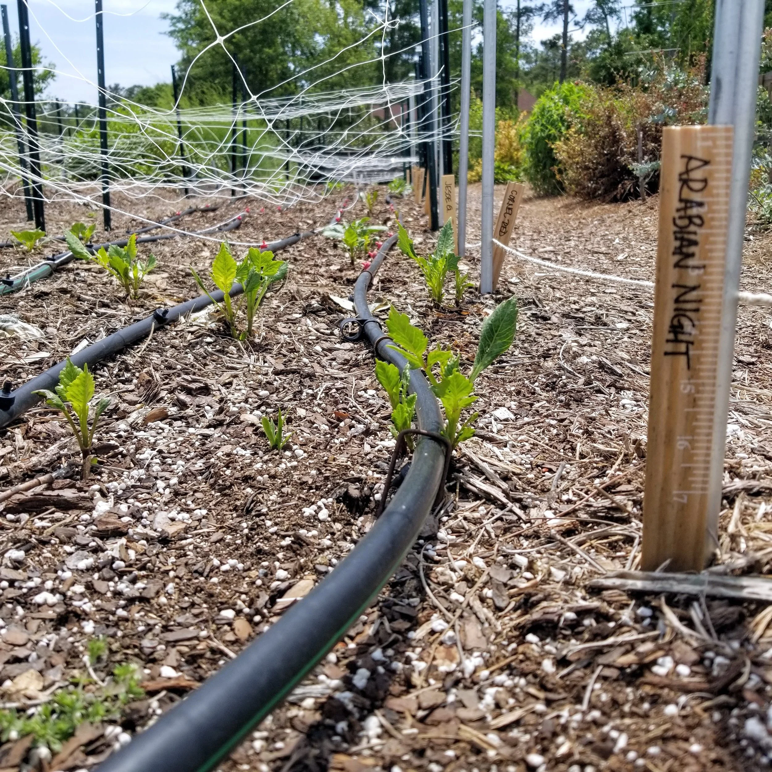 Dahlias emerging from the ground in zone 8b