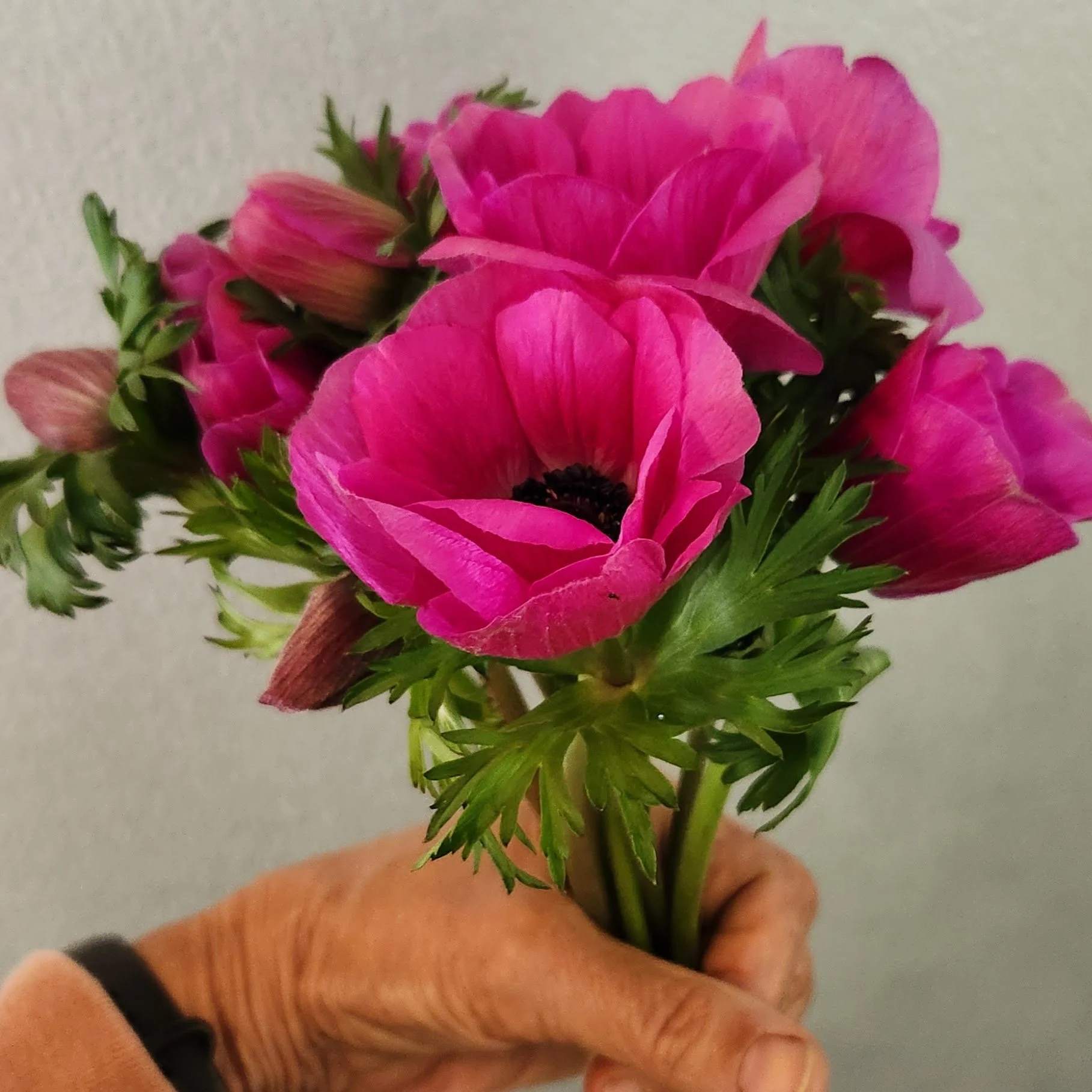 Anemone Carmel Pink