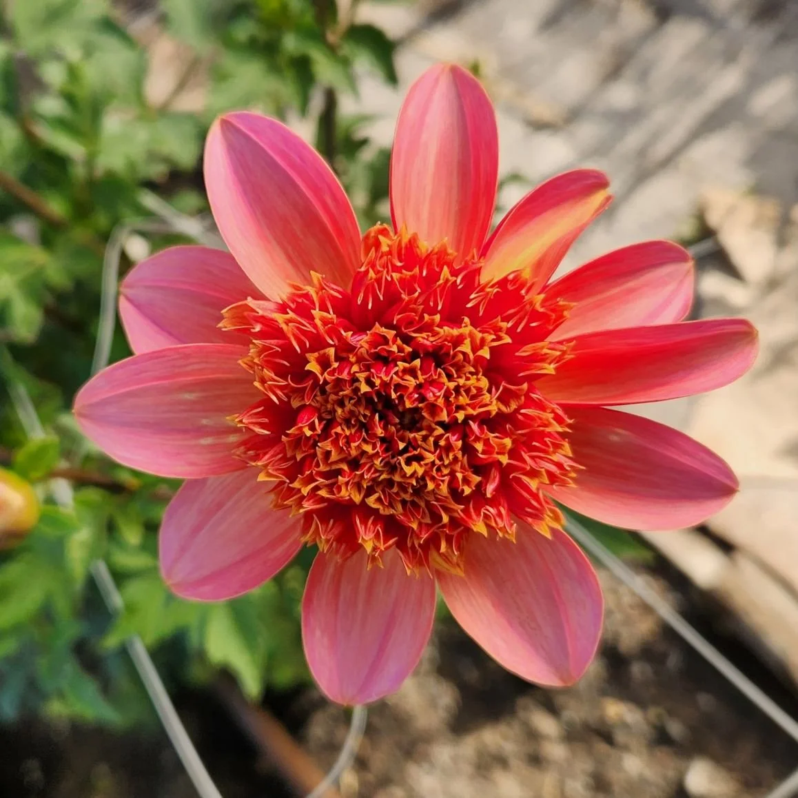Anemone form dahlia featuring a dense central cushion surrounded by flat outer petals