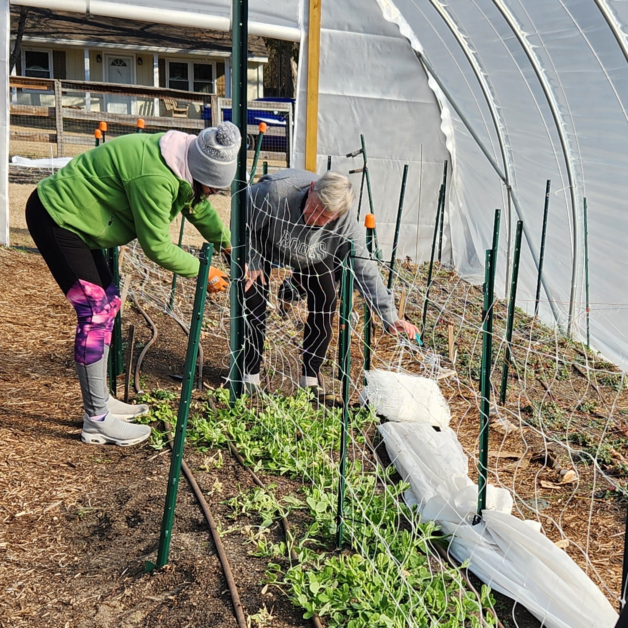 Sweet pea vines climbing trellis netting in early spring at Purple Tuteur Farm