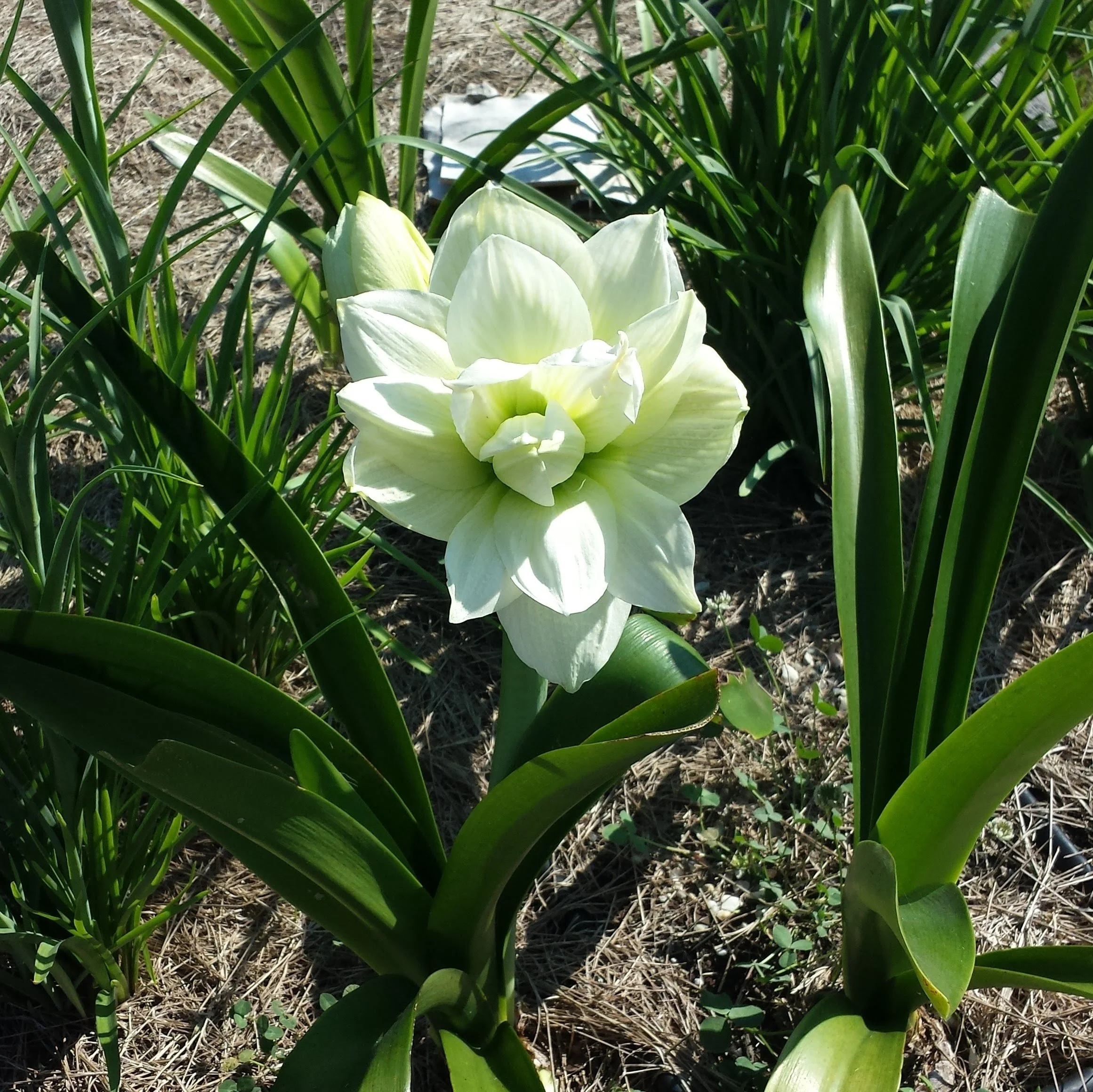 In Zones 8–10, amaryllis can be grown outdoors once frost has passed.