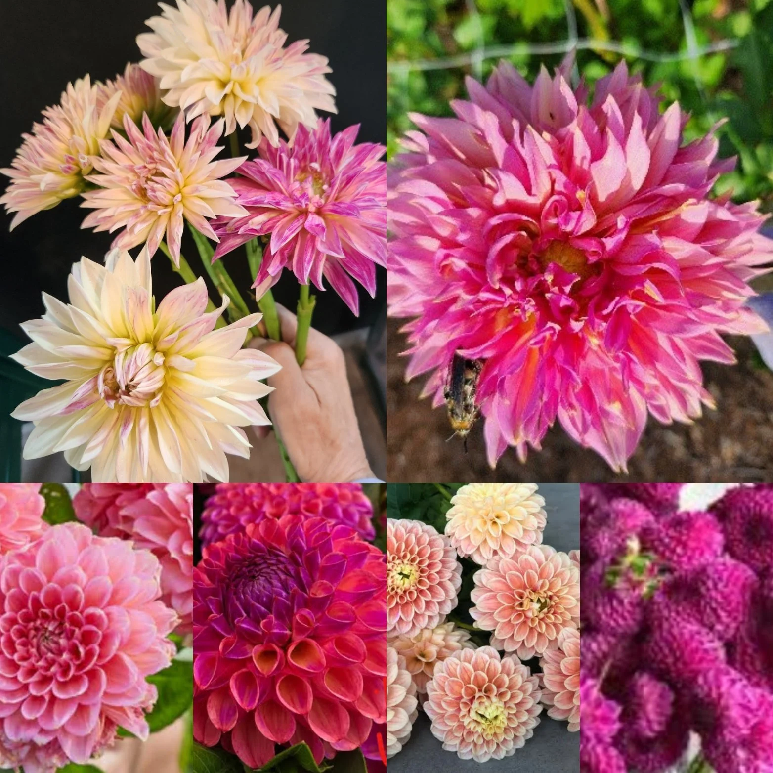 Southern Dahlia Garden Collection
