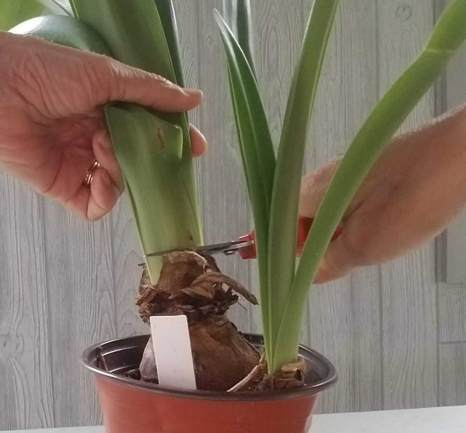 Cutting back amaryllis leaves after they yellow to prepare the bulb for dormancy
