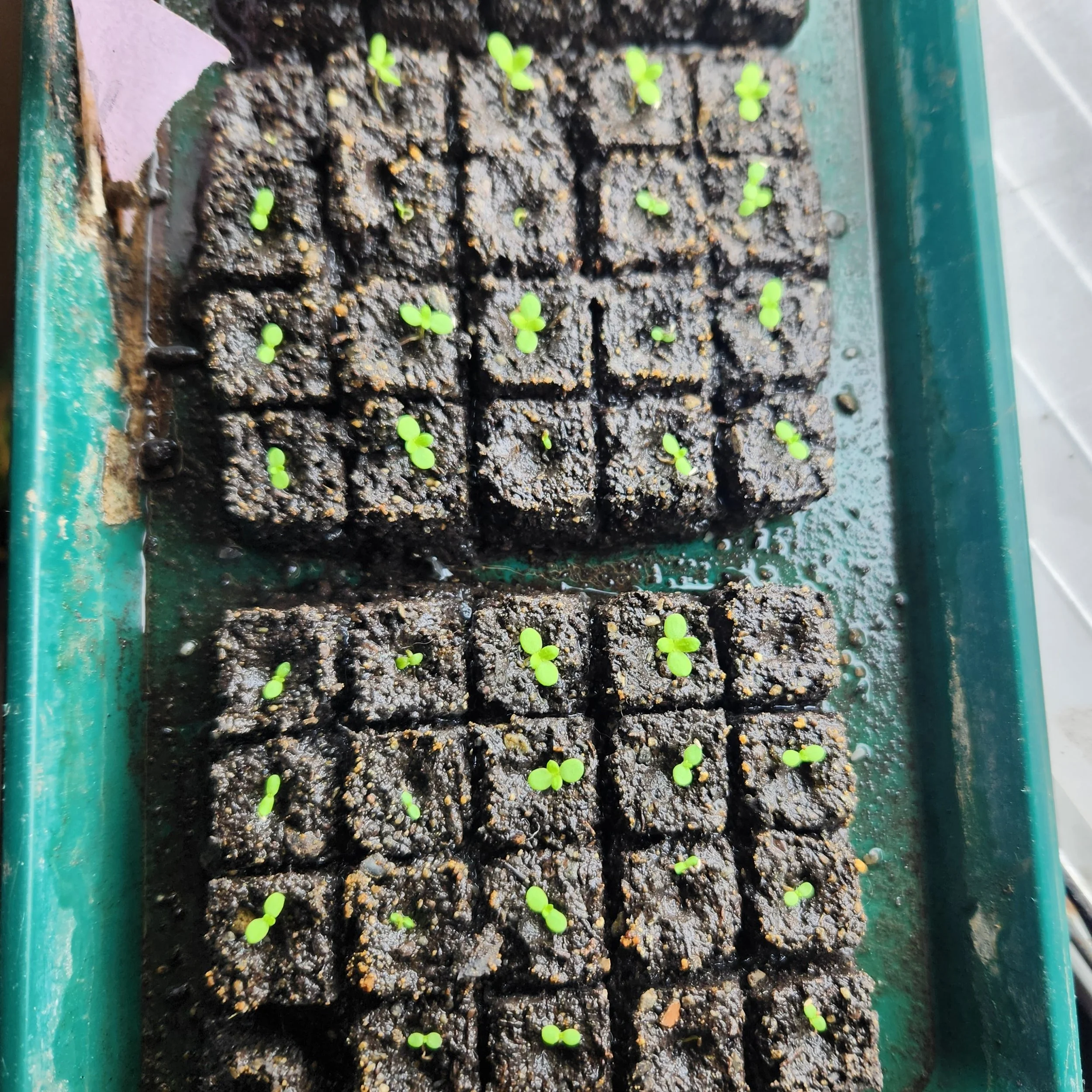 Feverfew soil blocks at Purple Tuteur Farm