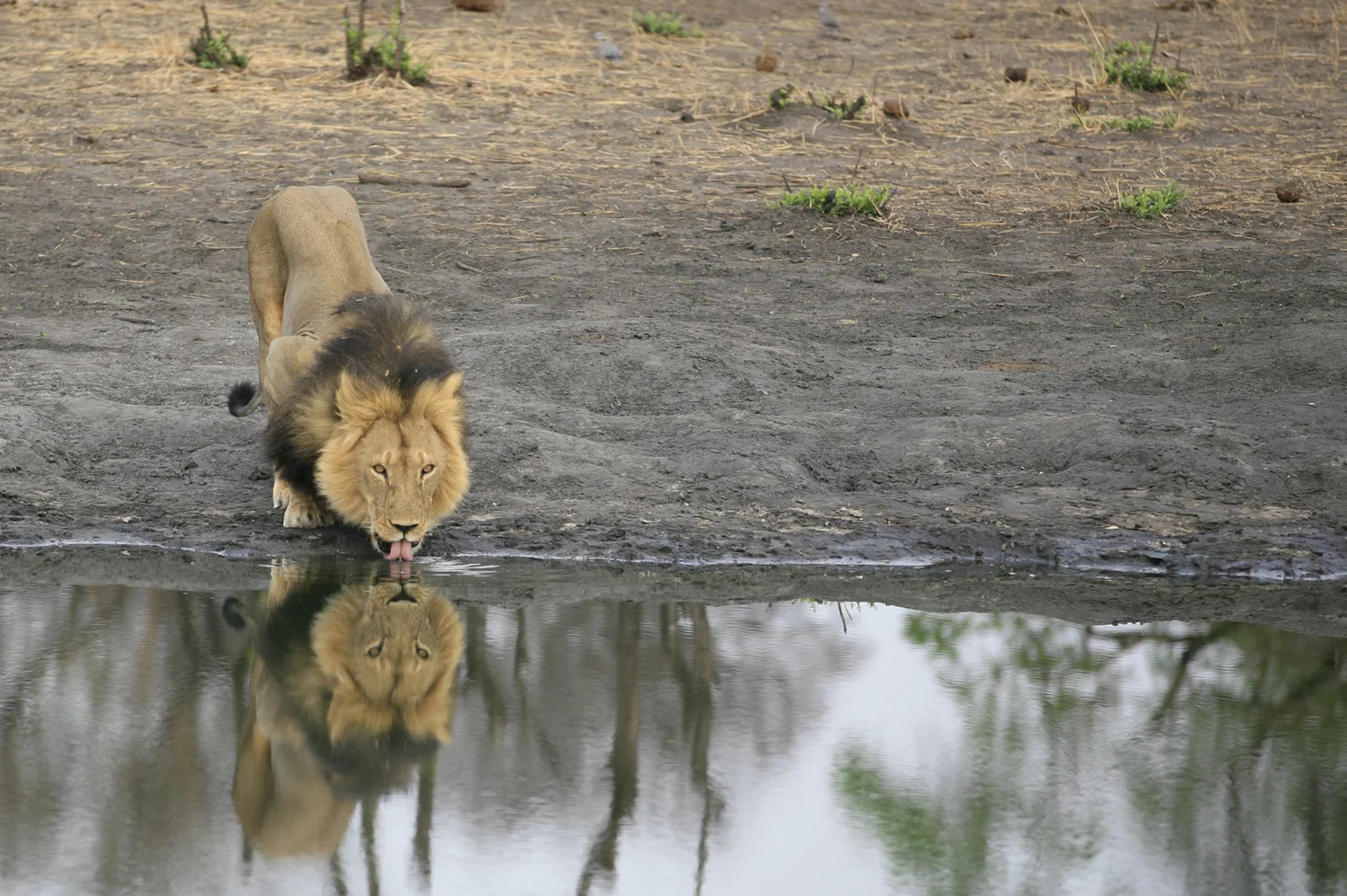 Cecil drinking.jpg