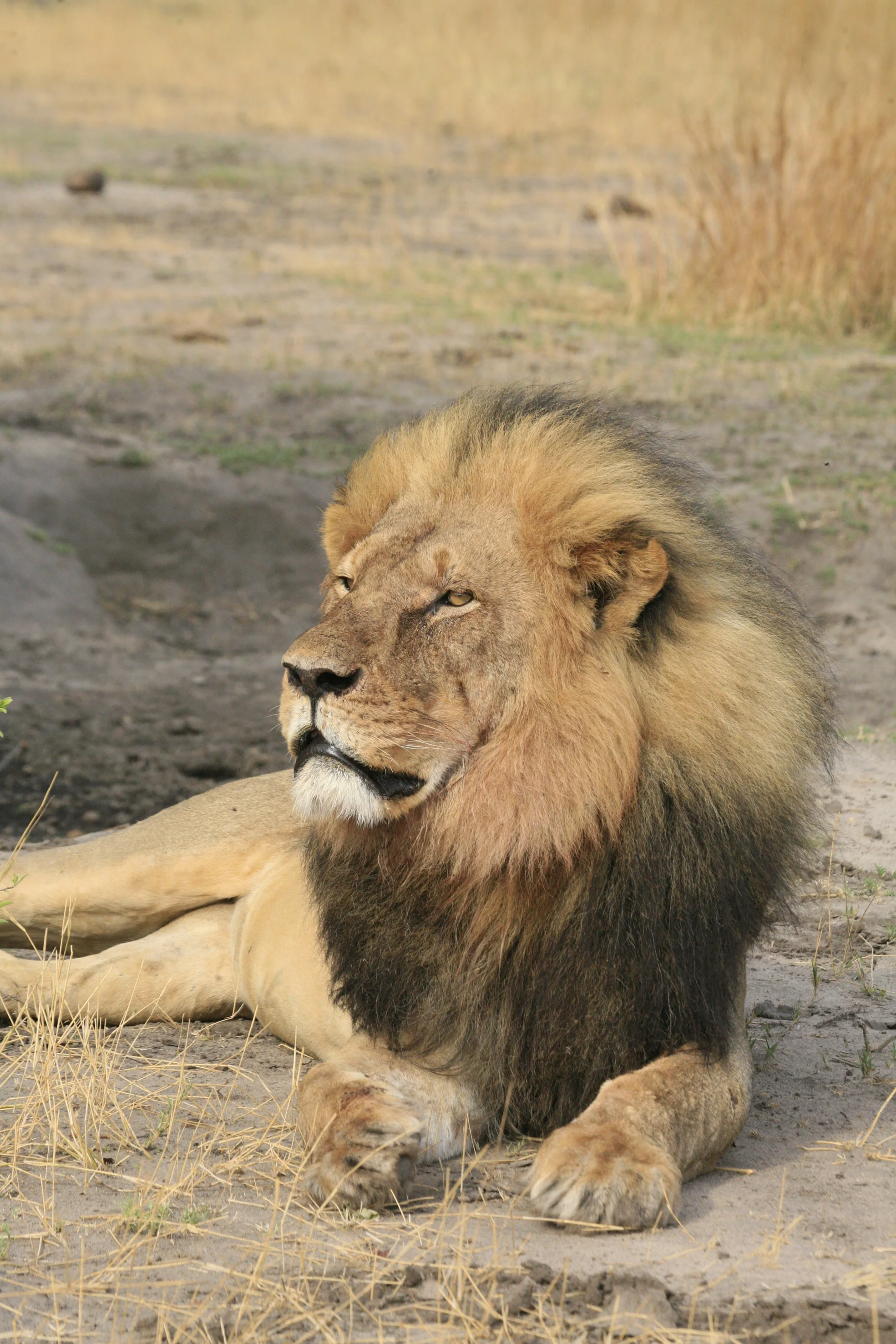 Cecil - Hwange.jpg
