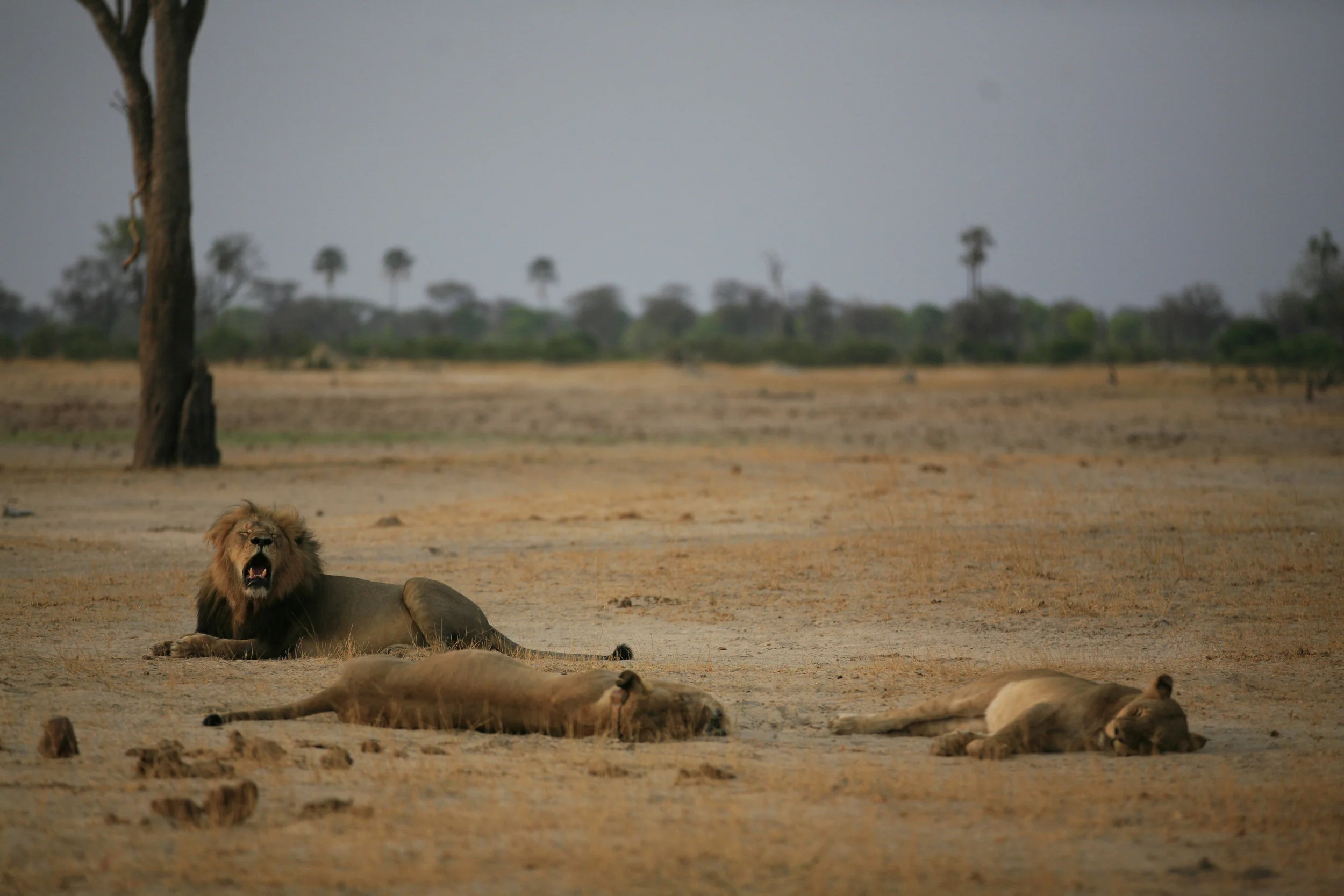 Cecil and his ladies.jpg