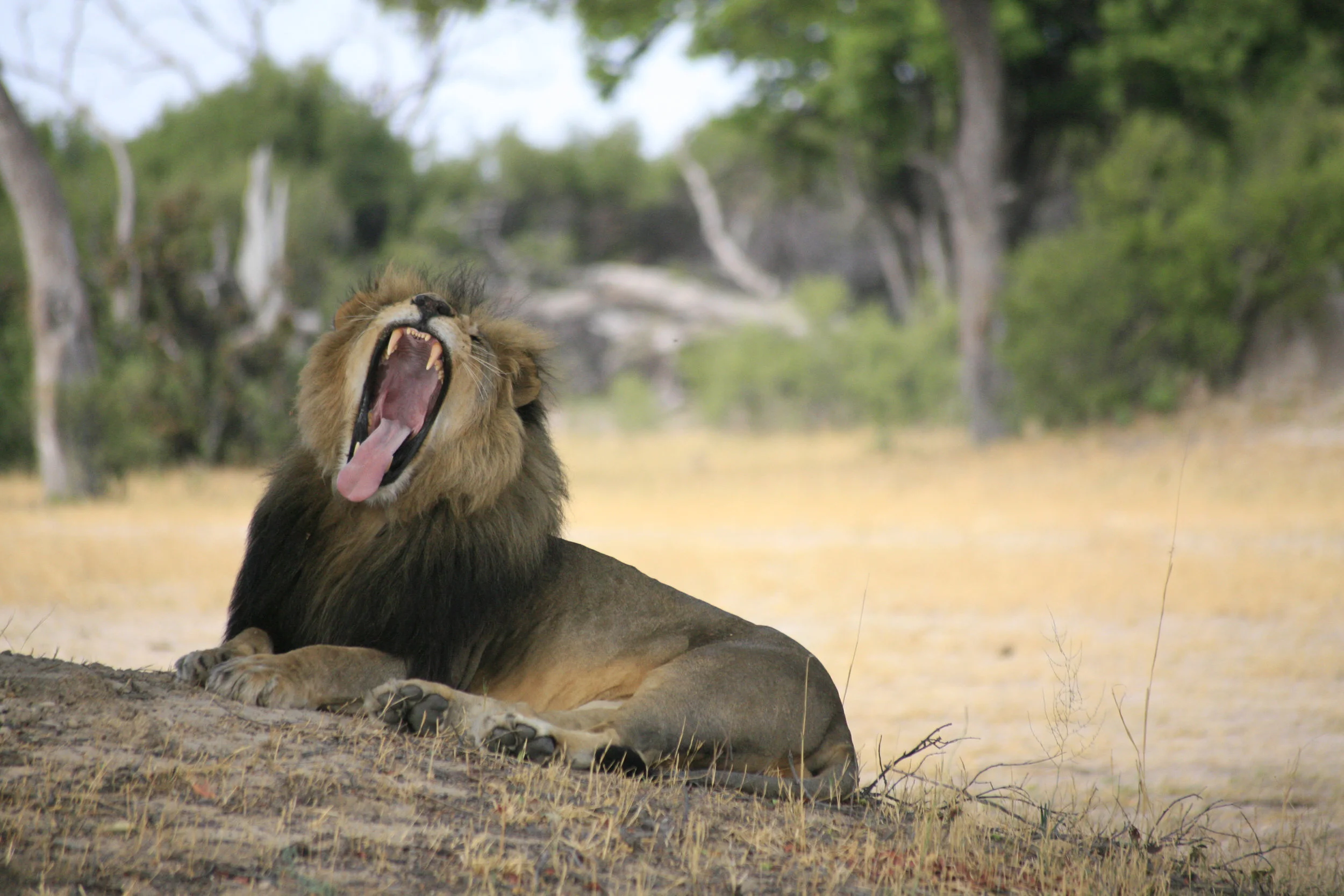 tiring work this.....(Cecil).jpg