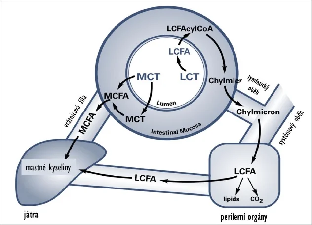 Obrázek 3 Rozdílné vstřebávání triglyceridů MCT (portálním oběhem do jater) a LCT (lymfatickým systémem do velkého krevního oběhu a periferních tkání); MCFA = mastné kyseliny z MCT; LCFA = mastné kyseliny z LCT
