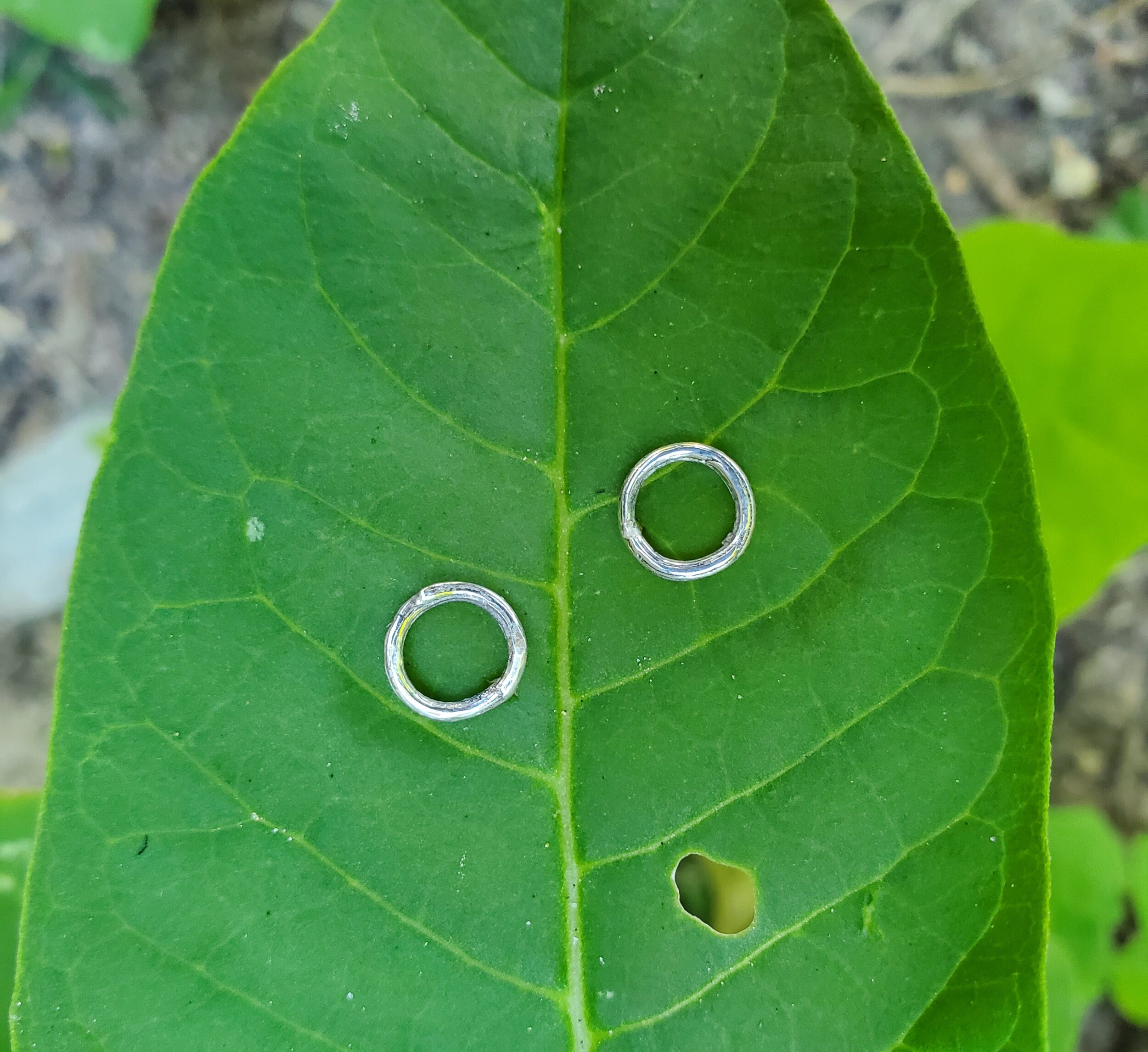 twig hoop2.jpg