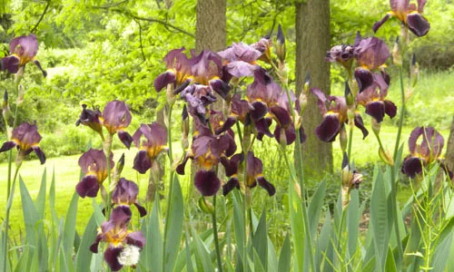 Irises-sm.jpg