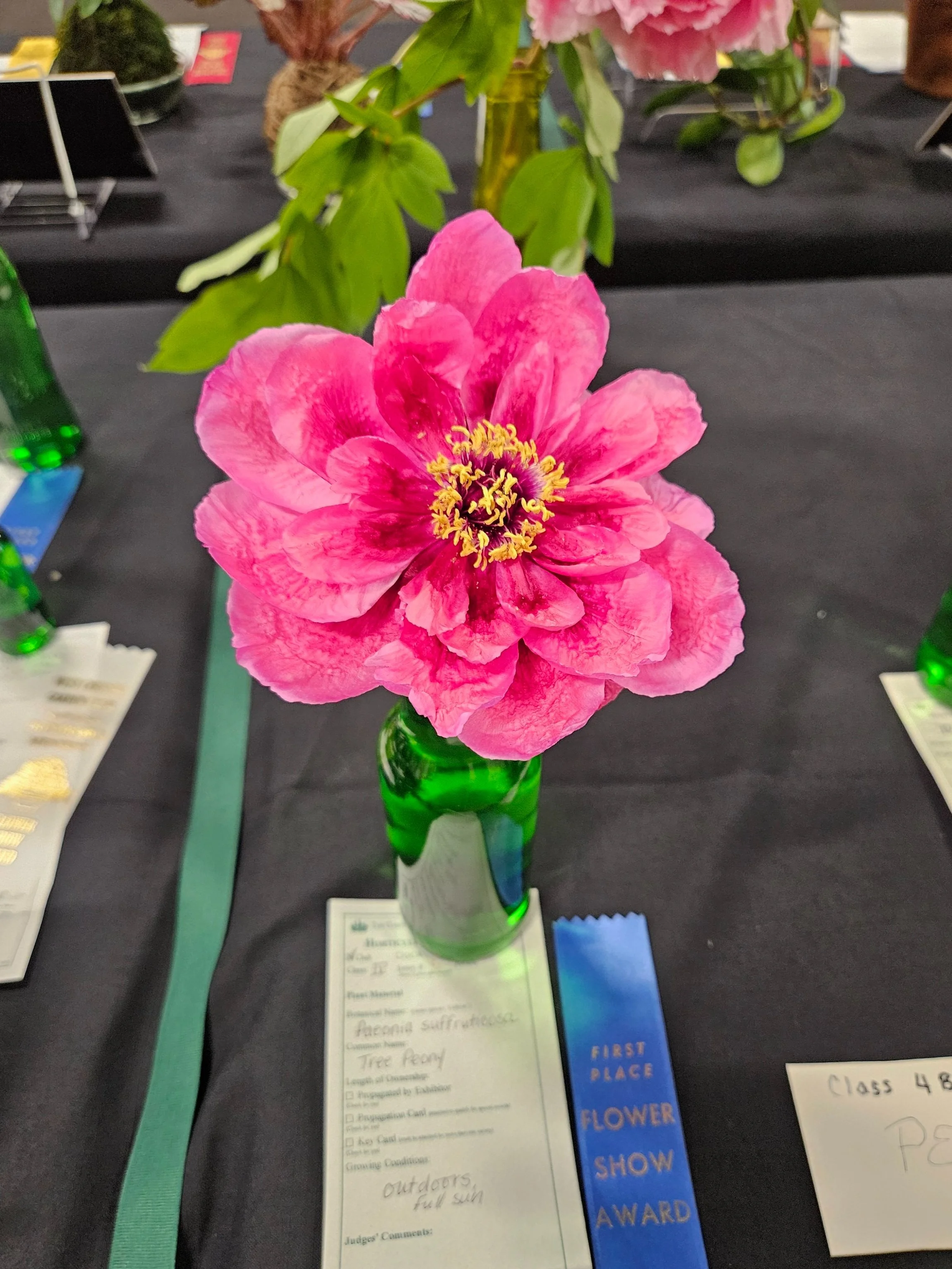 WCGC 2026 Flower Show: Spotlight on Native