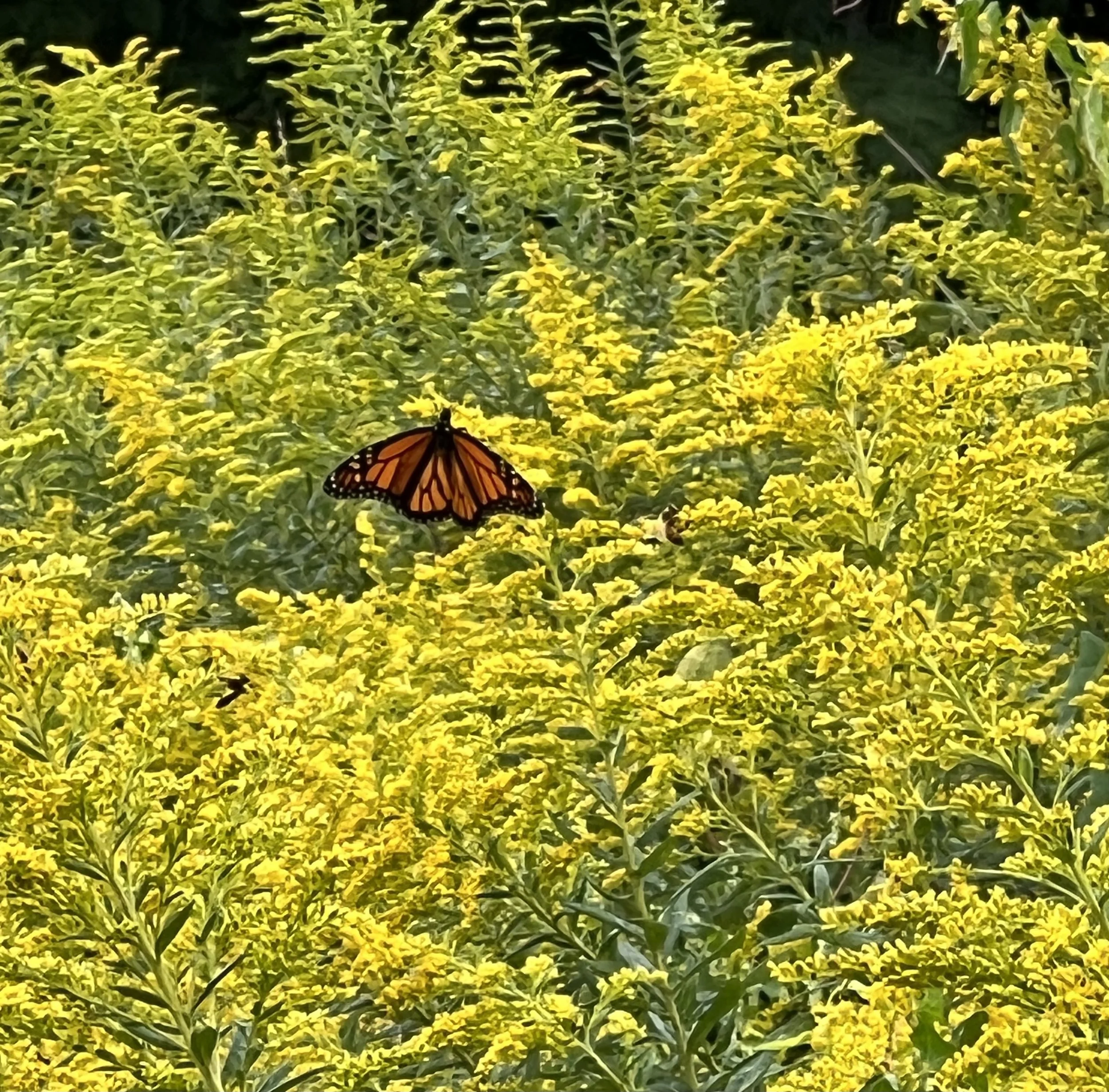 IMG_5973 2.jpeg