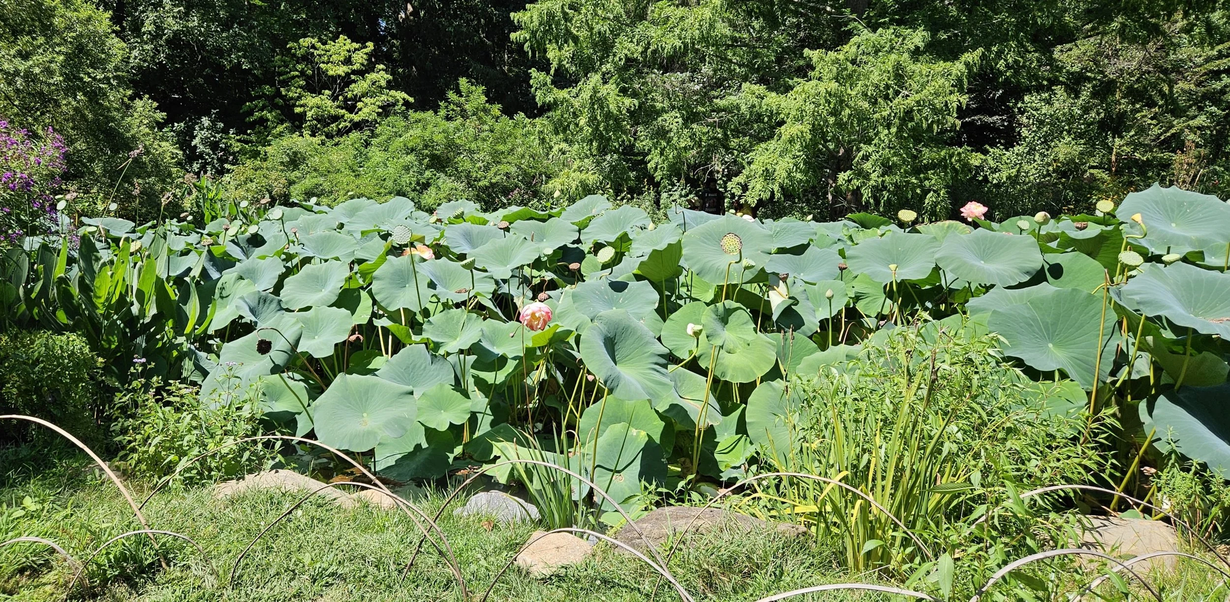 20250822_125944 cropped1.jpg