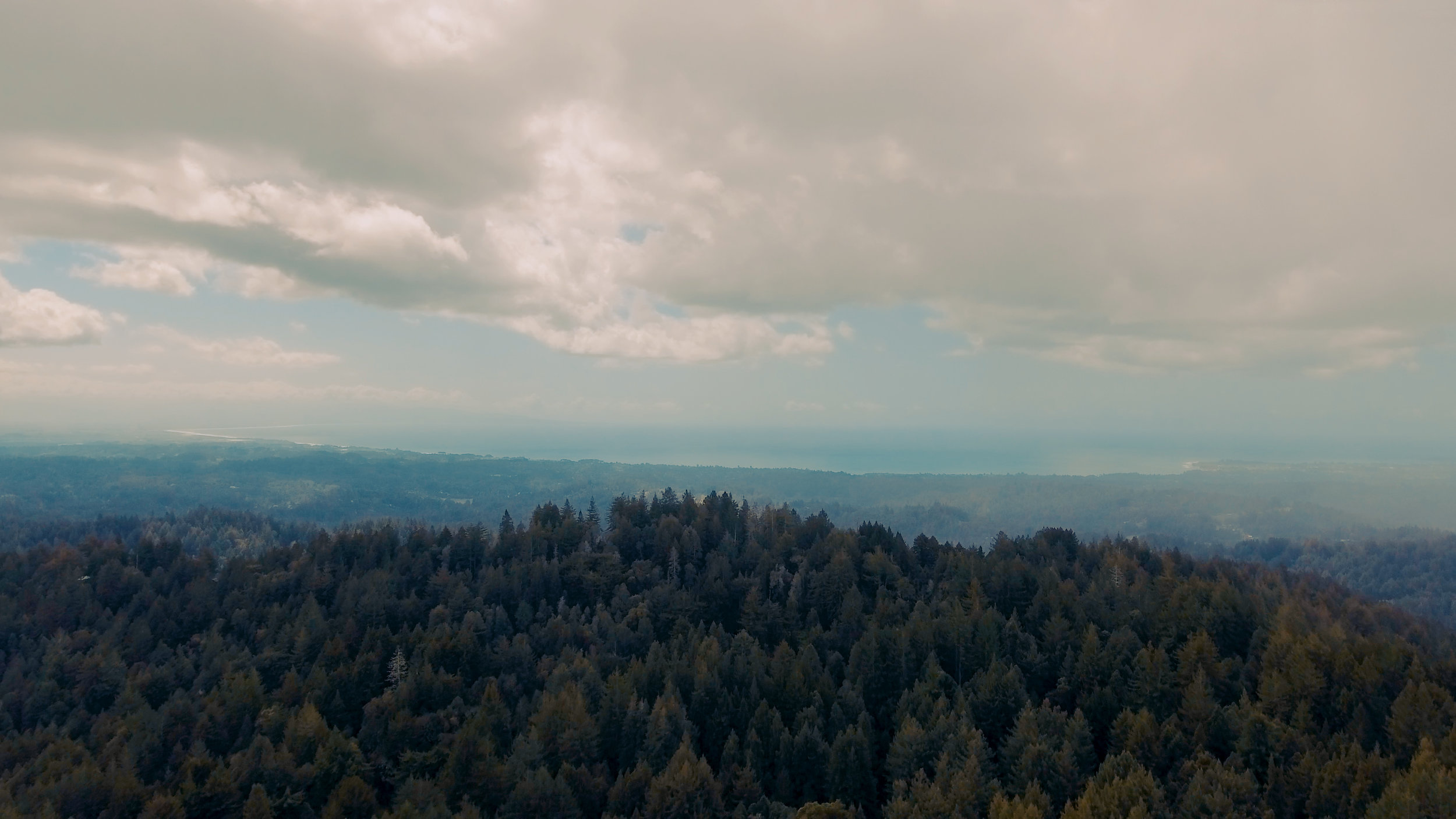 fern flat d8.jpg
