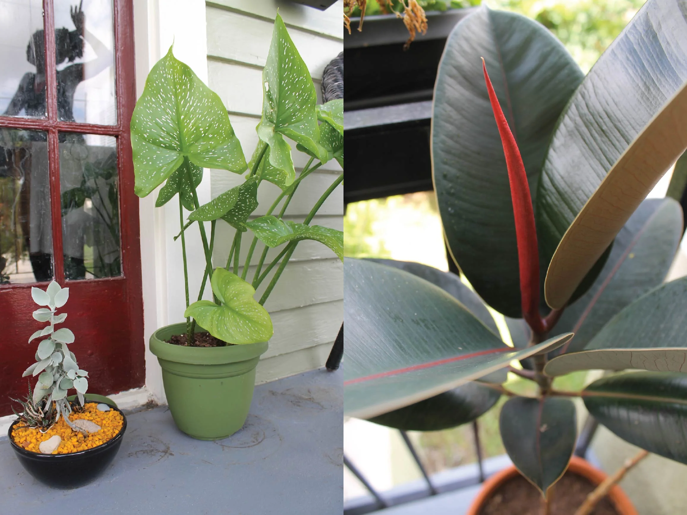 4ff7d-blackpeoplewithplants_micheal_collectionofcollectionsblackpeoplewithplants_micheal_collectionofcollections.jpg