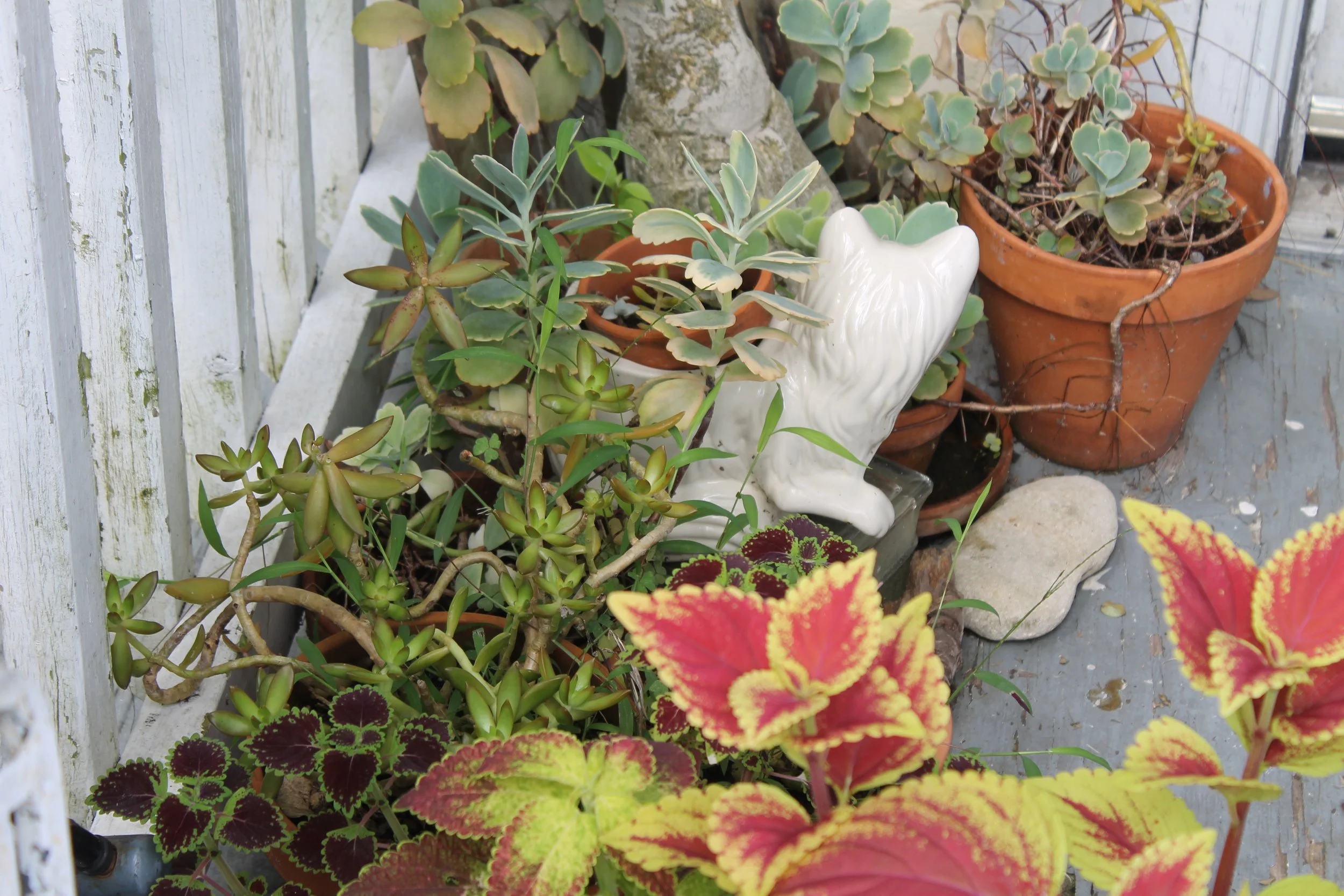 Rahn_Collection of Collections_Black People with Plants.jpg