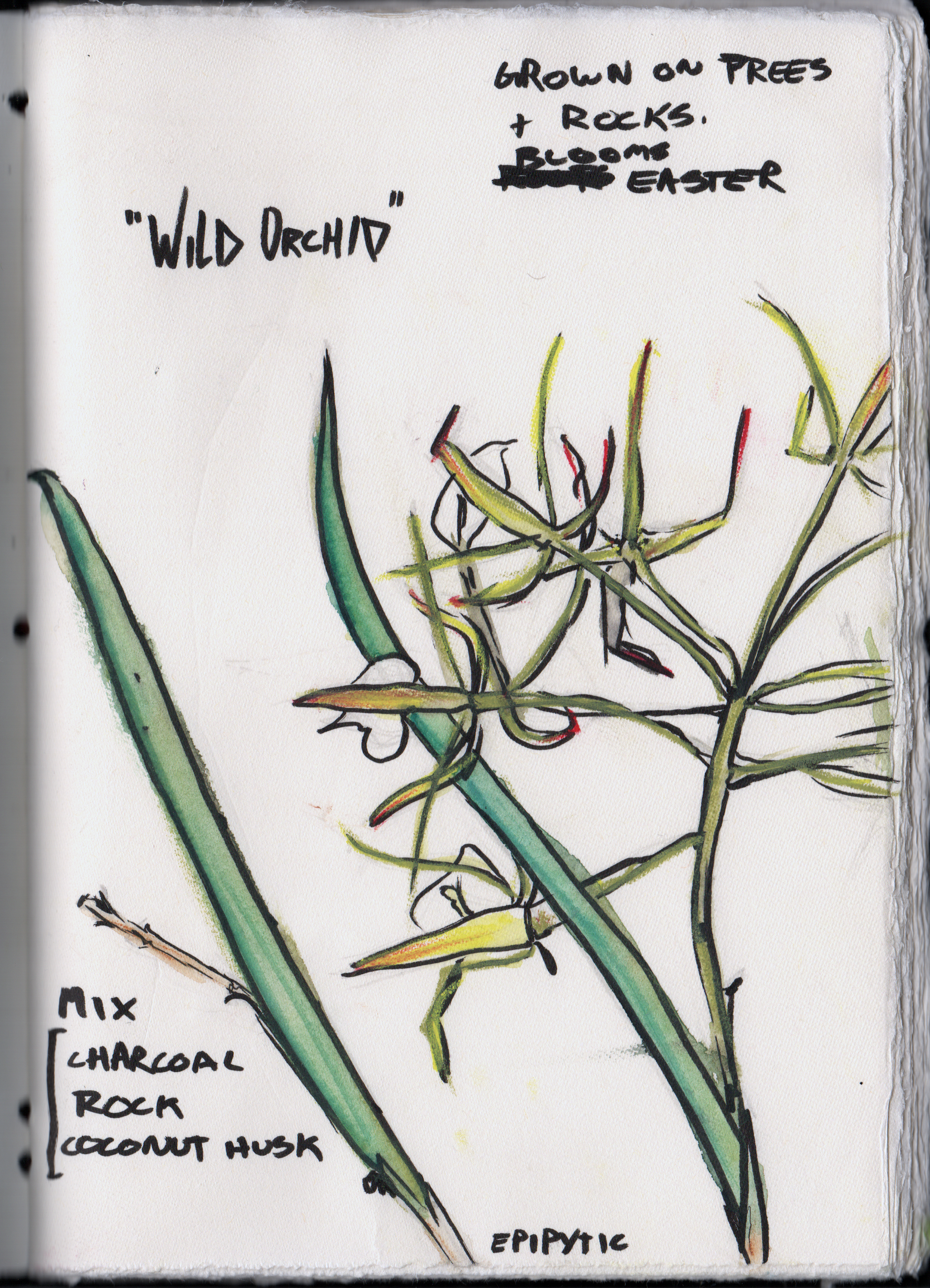 Wild orchid illustration by Jeremy using watercolor and pen.