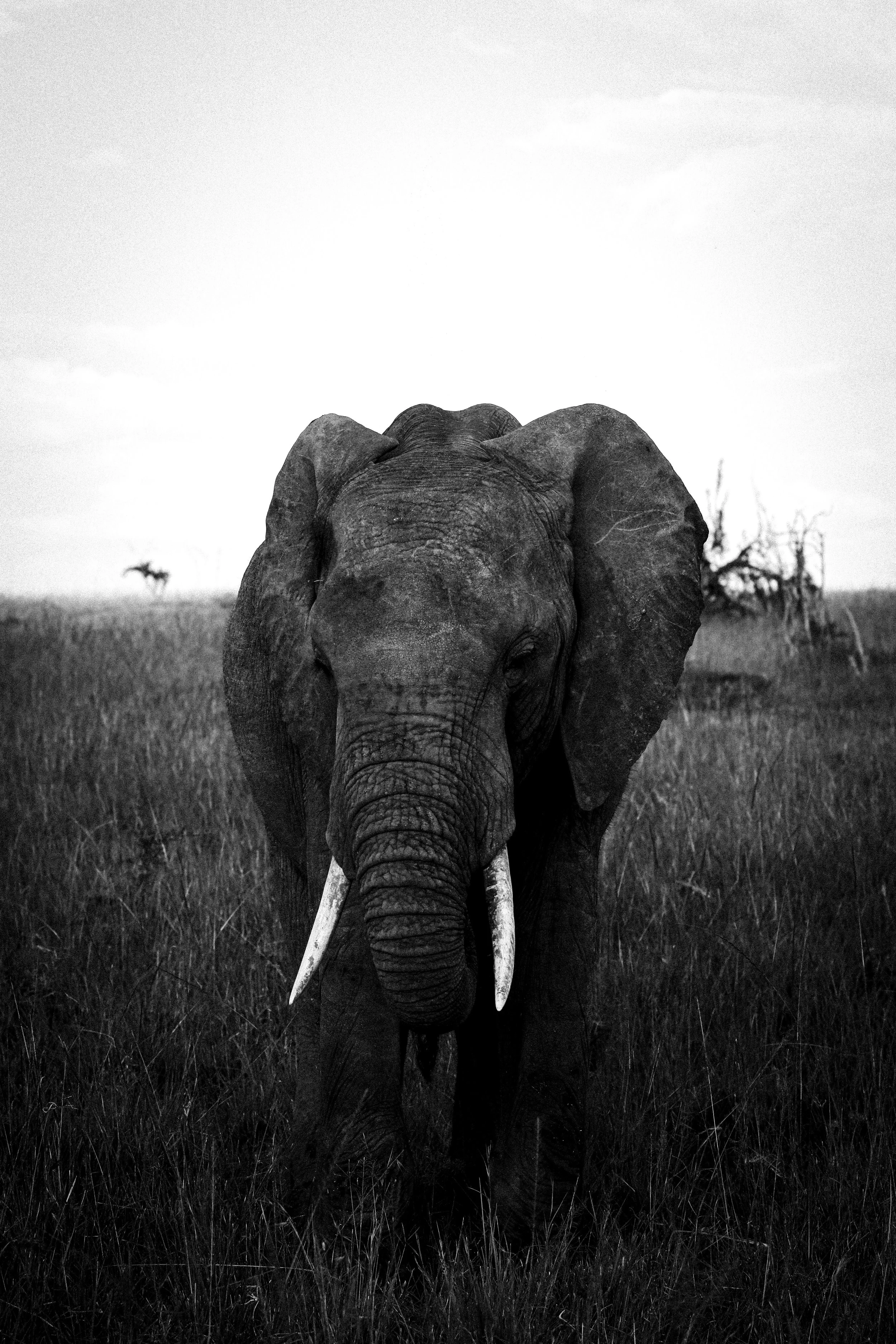 Maasai Mara, Kenya, 2022