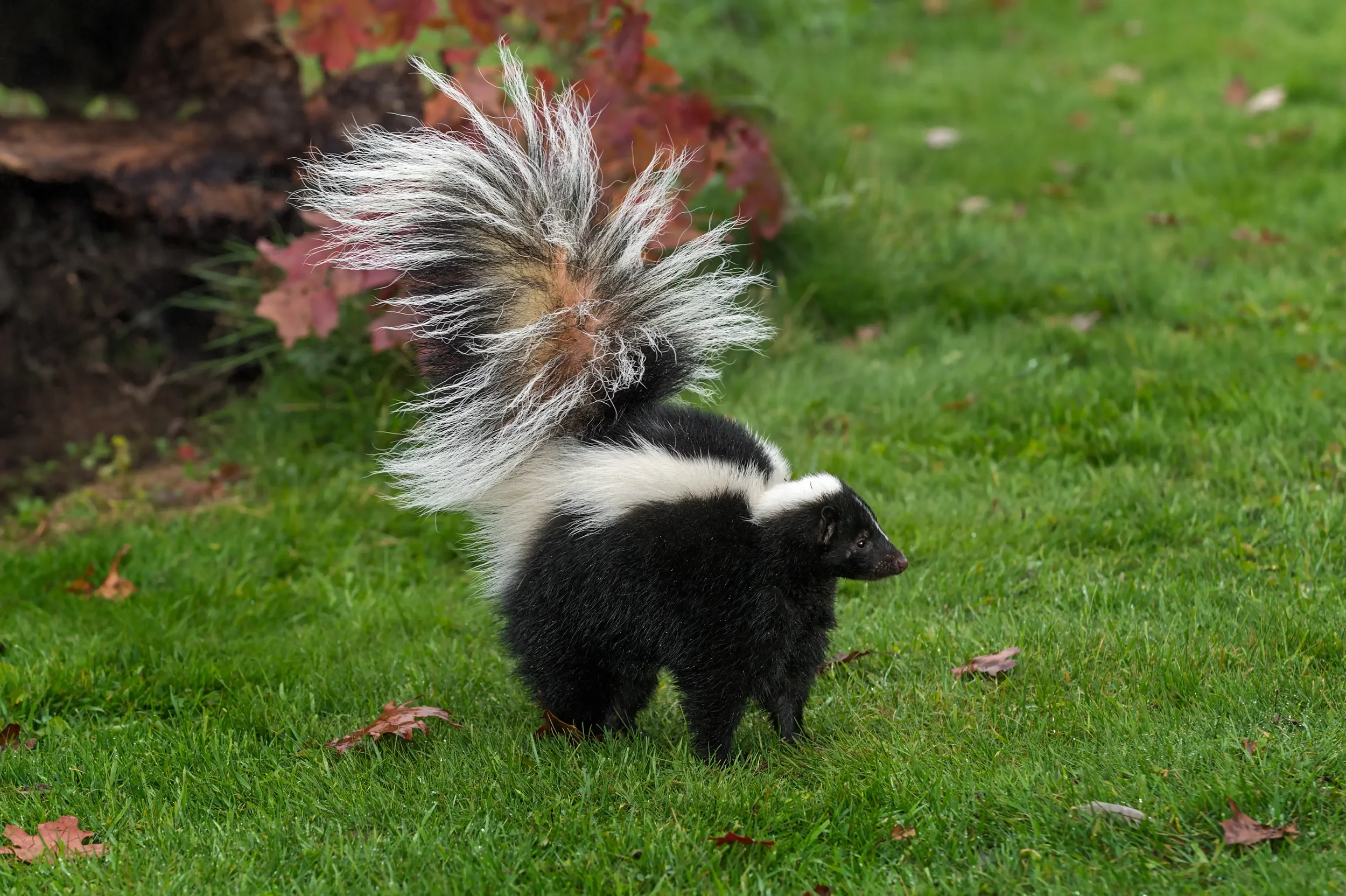 A skunk with its tail up, ready to spray if provoked.