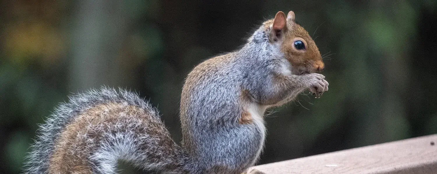squirrels-featured-banner-large-wildman.webp