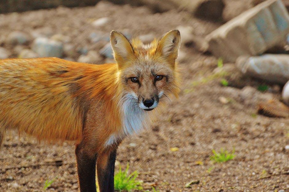 fox.jpeg