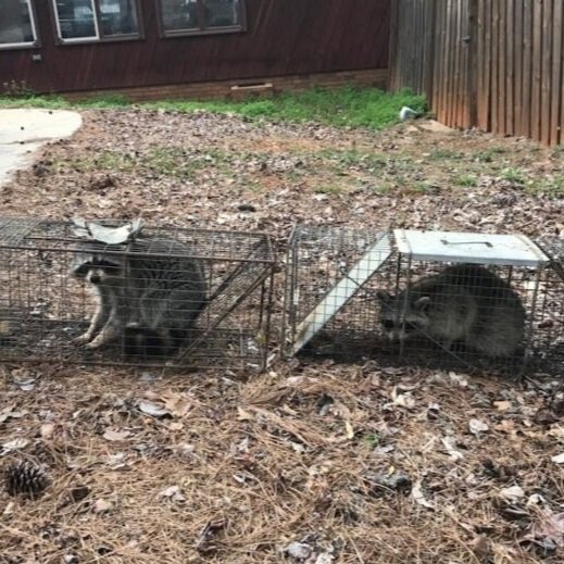 Nuisance Animal Removal - Hardin County, IA