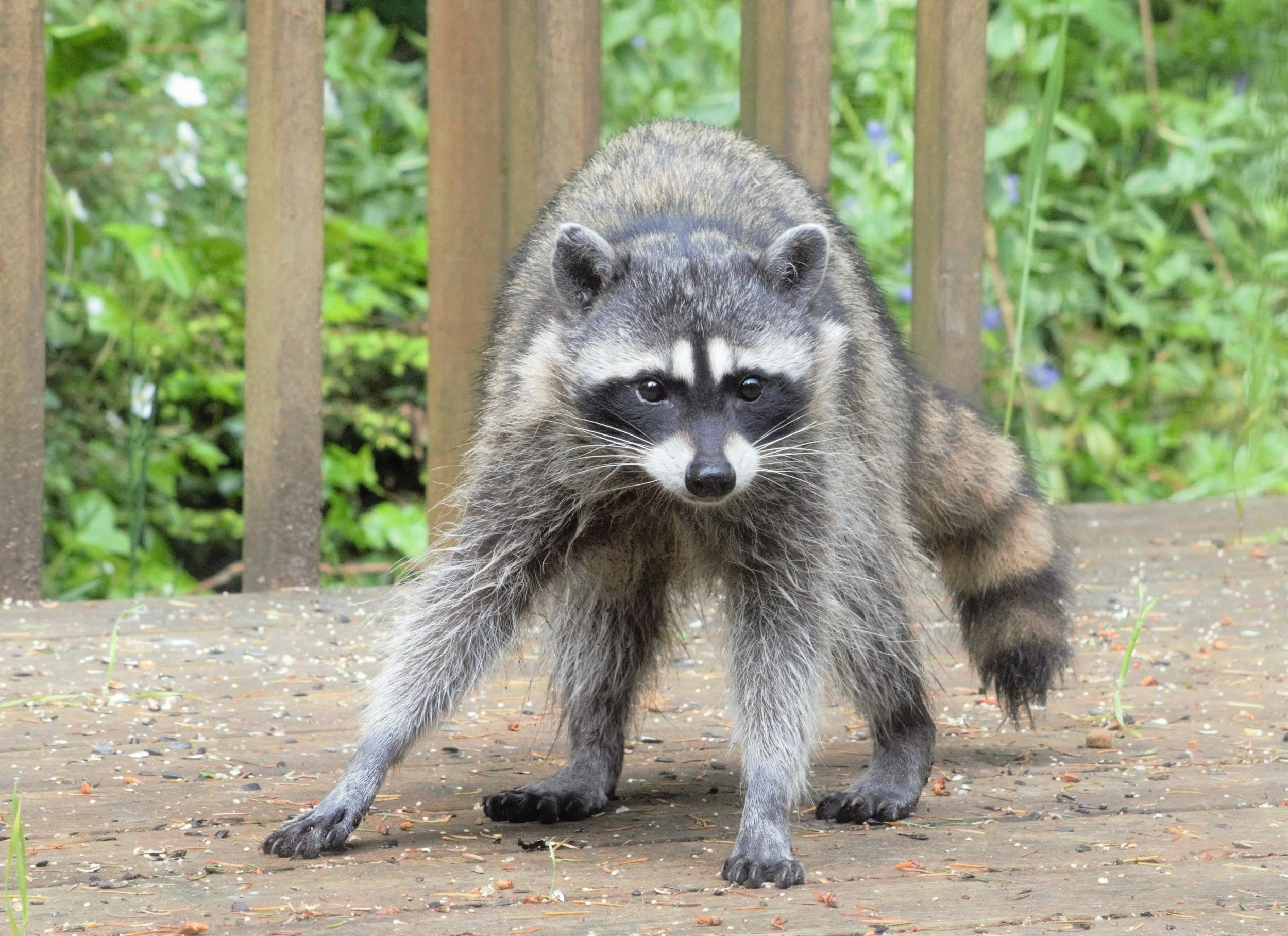 close up of a raccoon on a residential property