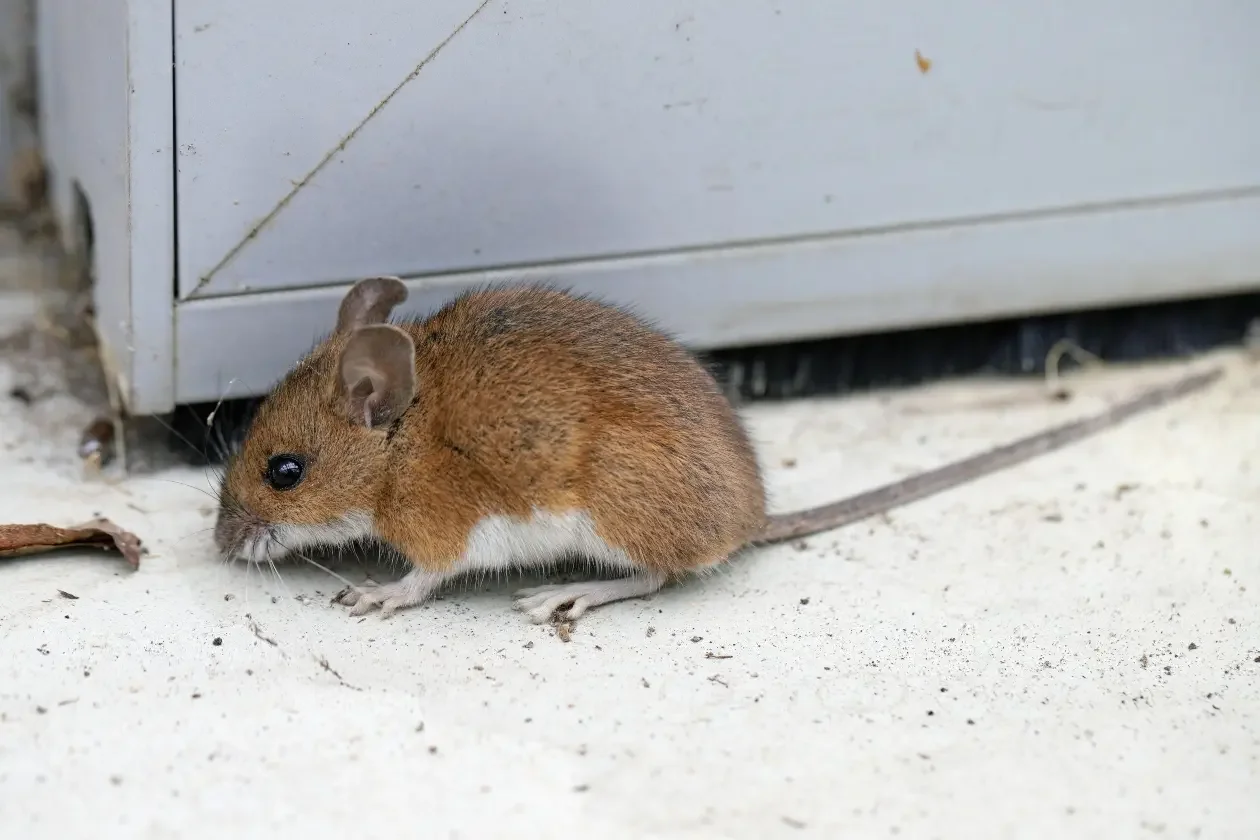 brown-mouse-in-home.webp
