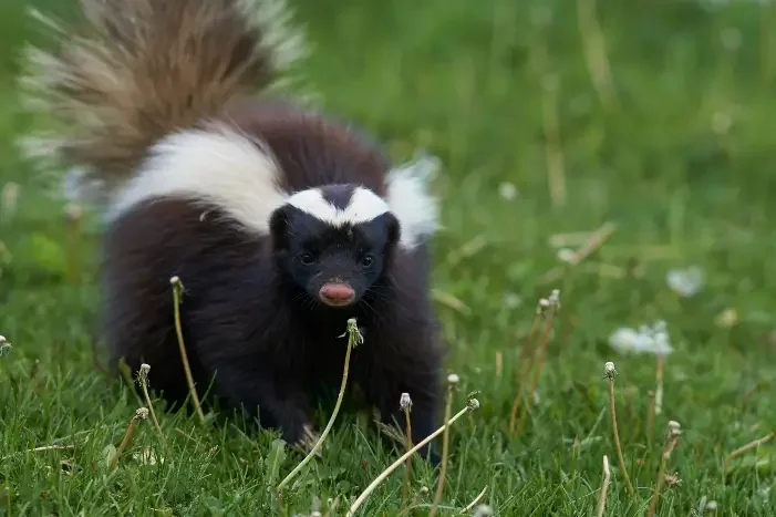 A wild Skunk walking through a field of grass
