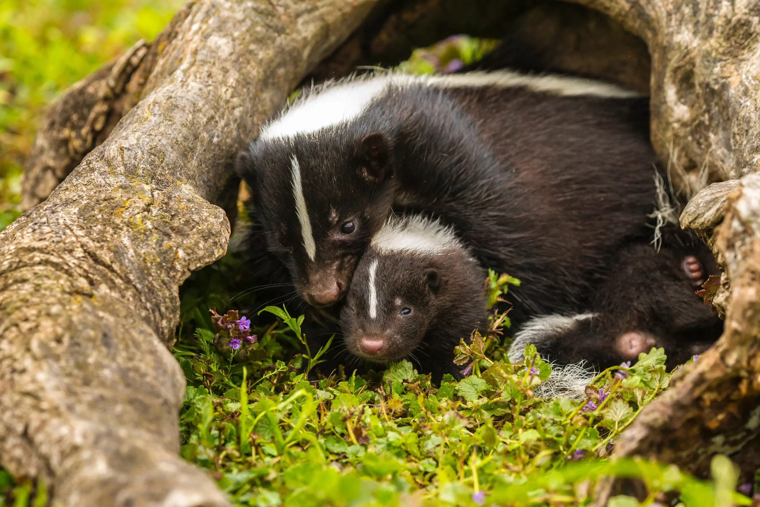 A female skunk with her kits in their burrow.