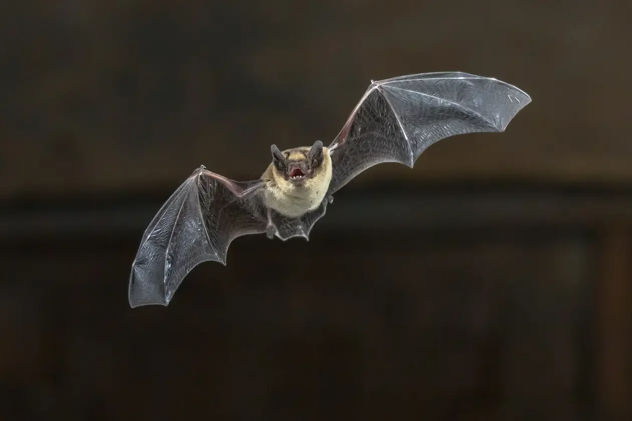 bat-in-north-carolina.webp