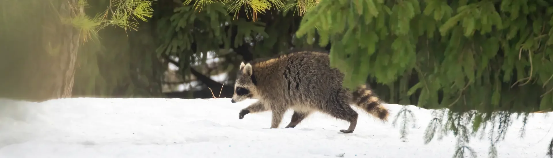 winter-raccoon.webp