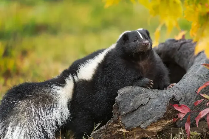 Striped Skunk leaning against a wood log