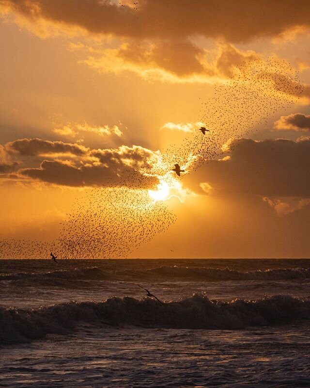 Natures air show. Prints of this are now available on my website. Link is in my bio .
.
.
.
.
.
#sunset #nature #starling #starlingmurmuration #murmuration #clouds #cloudporn #brightonbeach #stormciara #stormciarauk #brightonseagulls