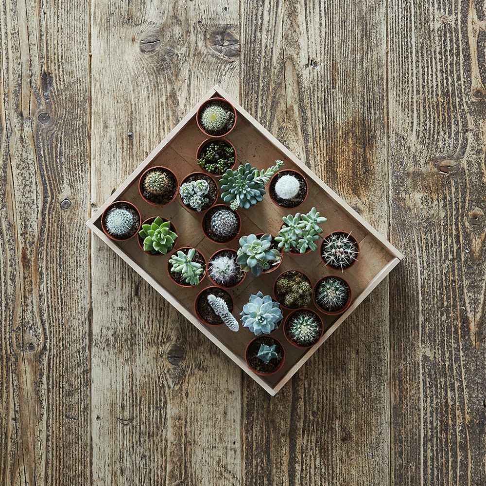 cactus-succulent.gif