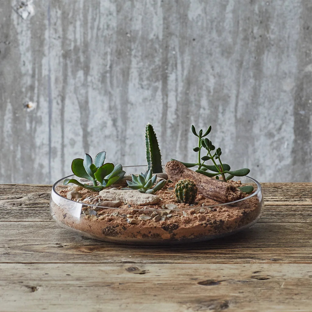 Sandy Terrarium