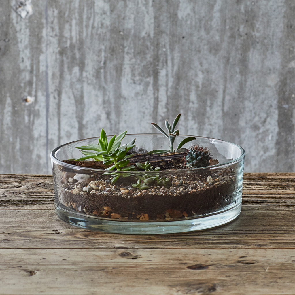 Rocky Terrarium